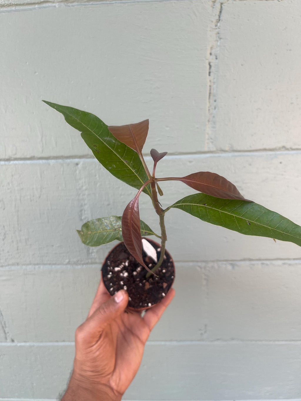 Live Mango Seedling – Unknown Variety | Tropical Fruit Tree | Starter Plant