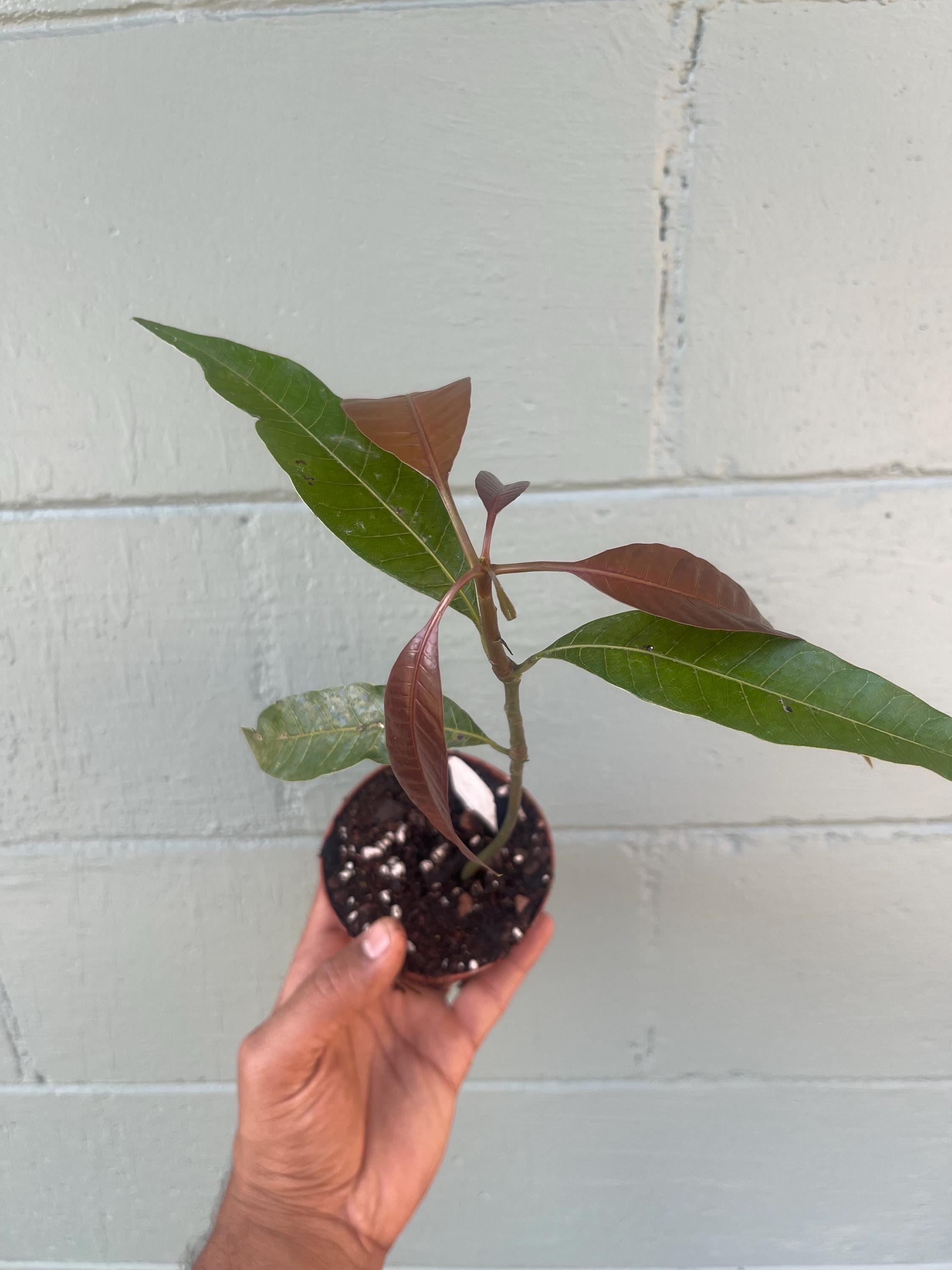 Live Mango Seedling – Unknown Variety | Tropical Fruit Tree | Starter Plant
