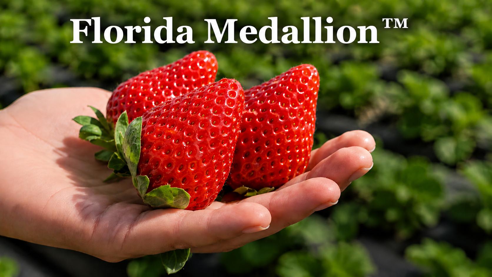 Medallion Strawberry Plugs - Preorder