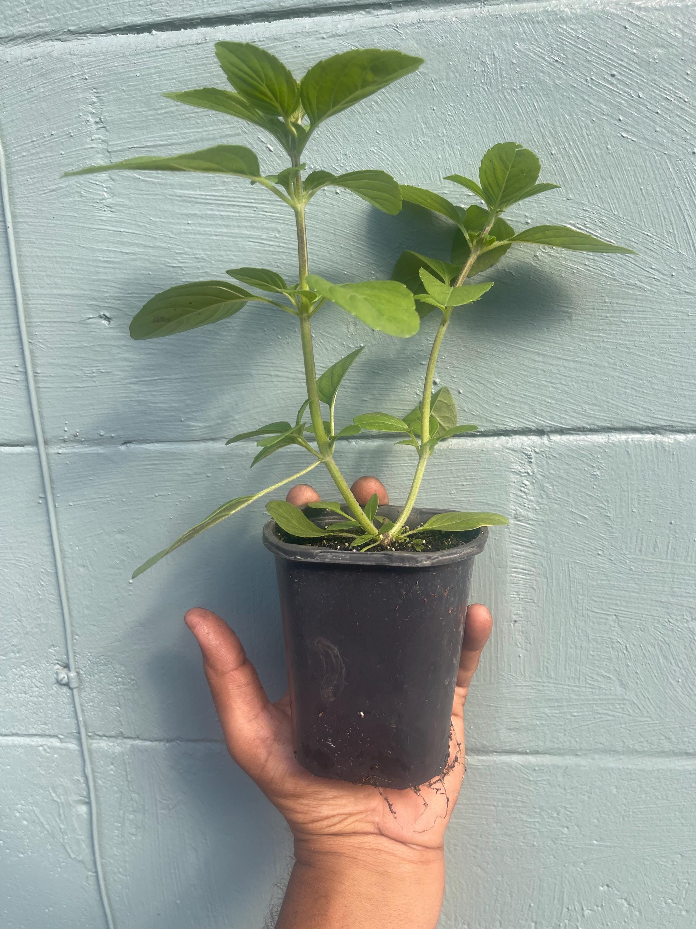 African blue basil plant