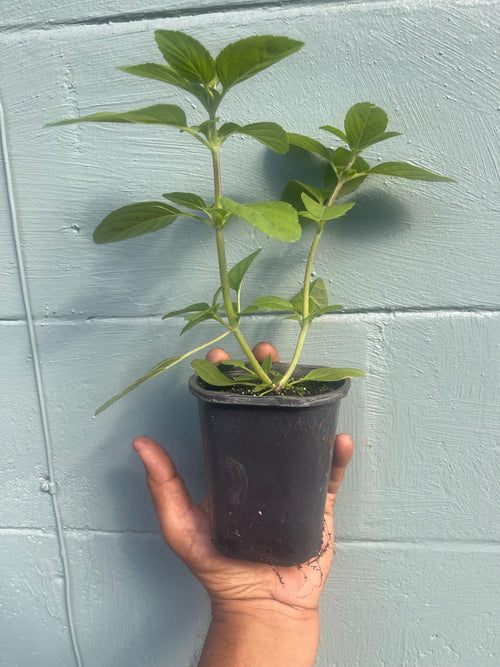 African blue basil plant