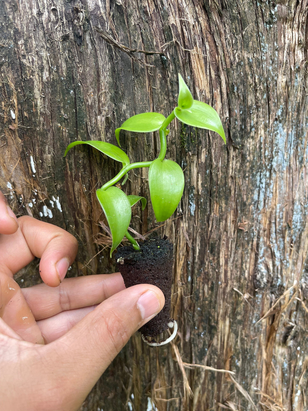 Live Vanilla Bean Orchid Plant: Fragrant Tropical Vanilla Planifolia