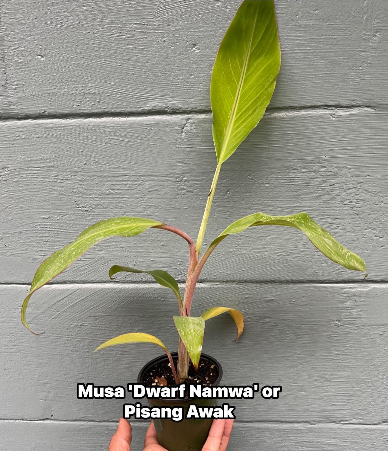 Dwarf Namwah Banana Plant (Musa ‘Dwarf Namwa’ / Pisang Awak)