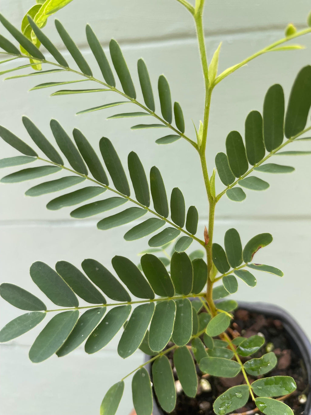 Live Tamarind Tree Plant – Sweet Tangy Edible Fruit Pods – 4.5 Pot