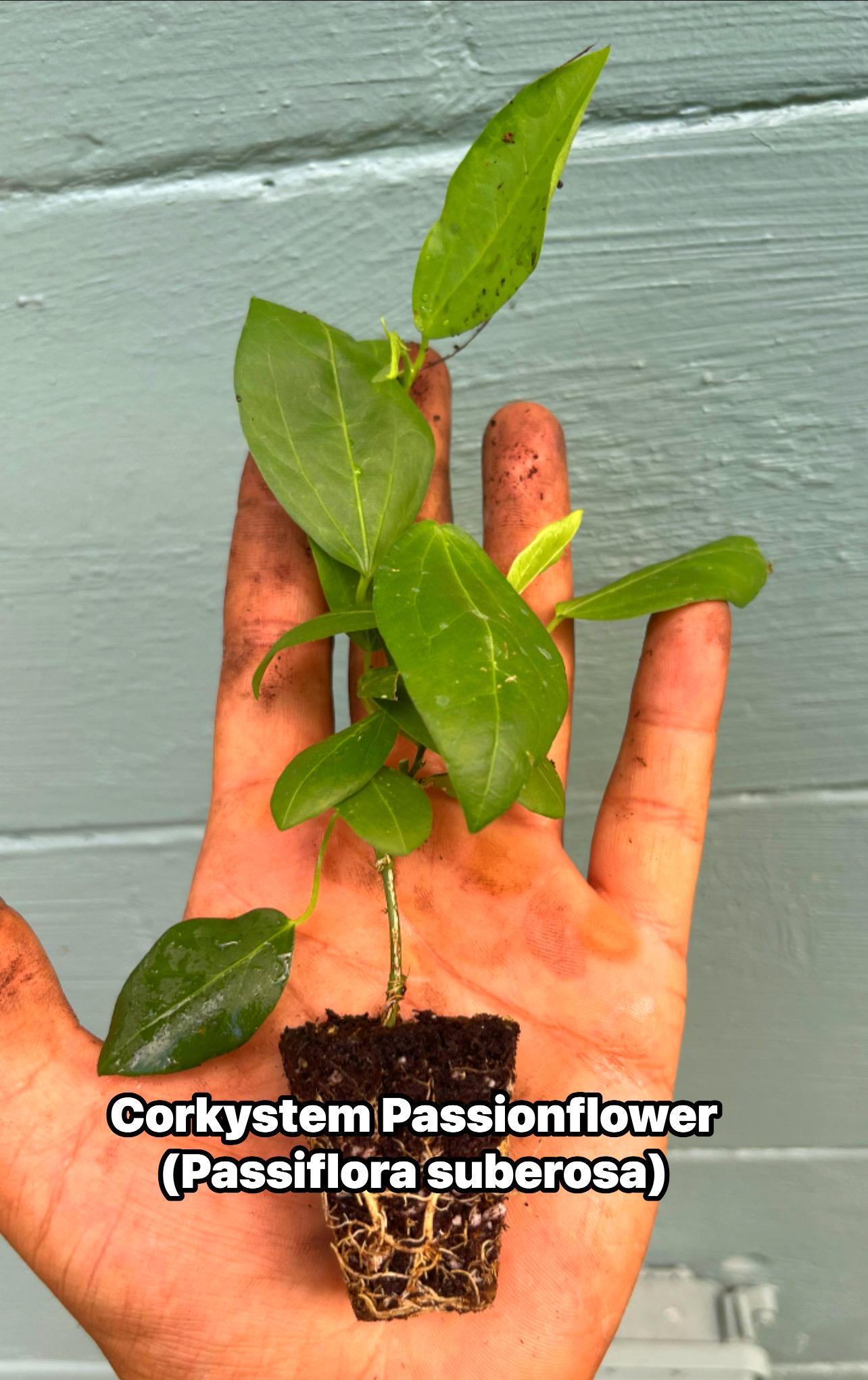 Corkystem Passionflower (Passiflora suberosa) – 2” Plug Plant – Native Butterfly Host Vine