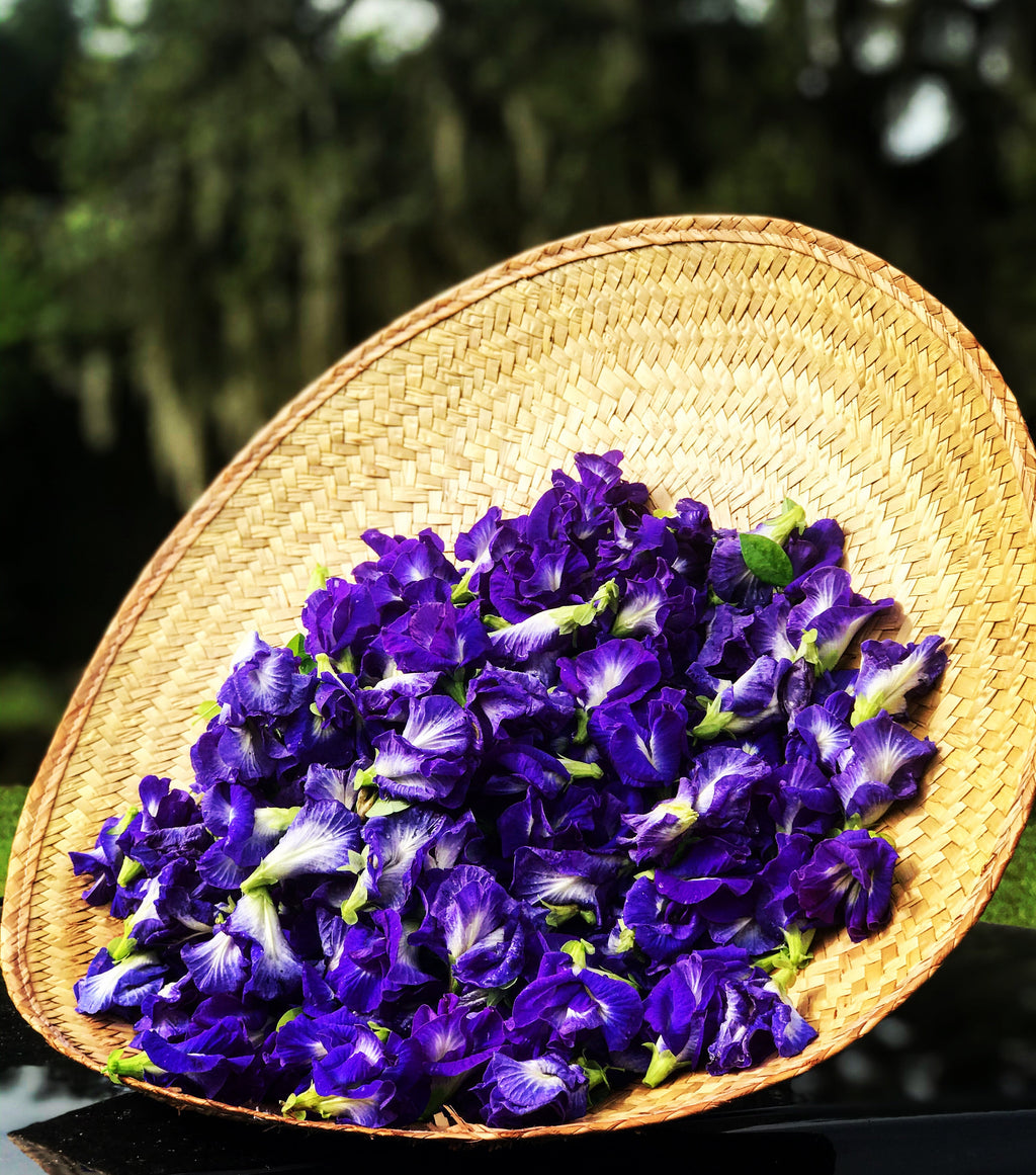 Butterfly pea flower seeds