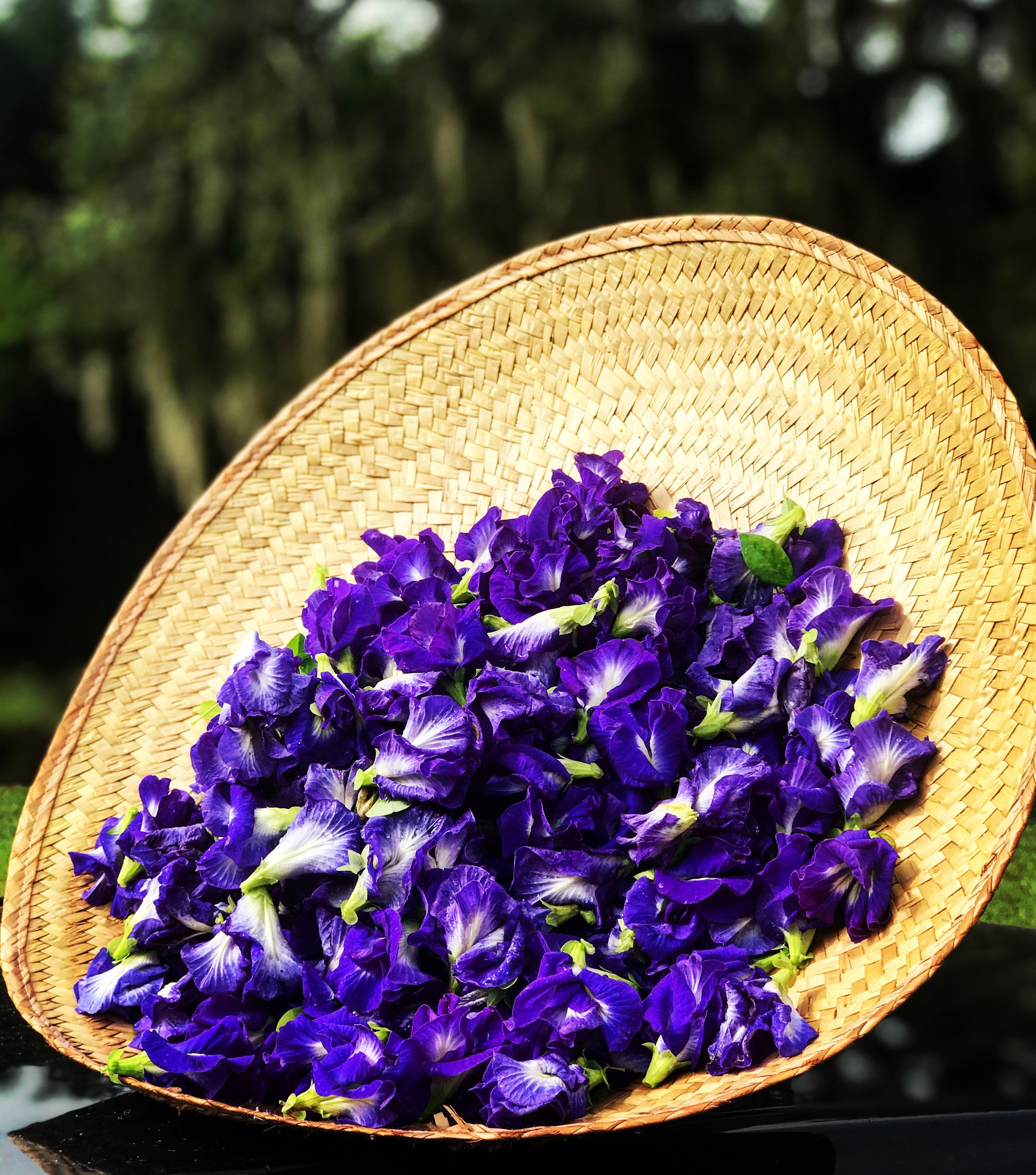 Butterfly pea flower seeds