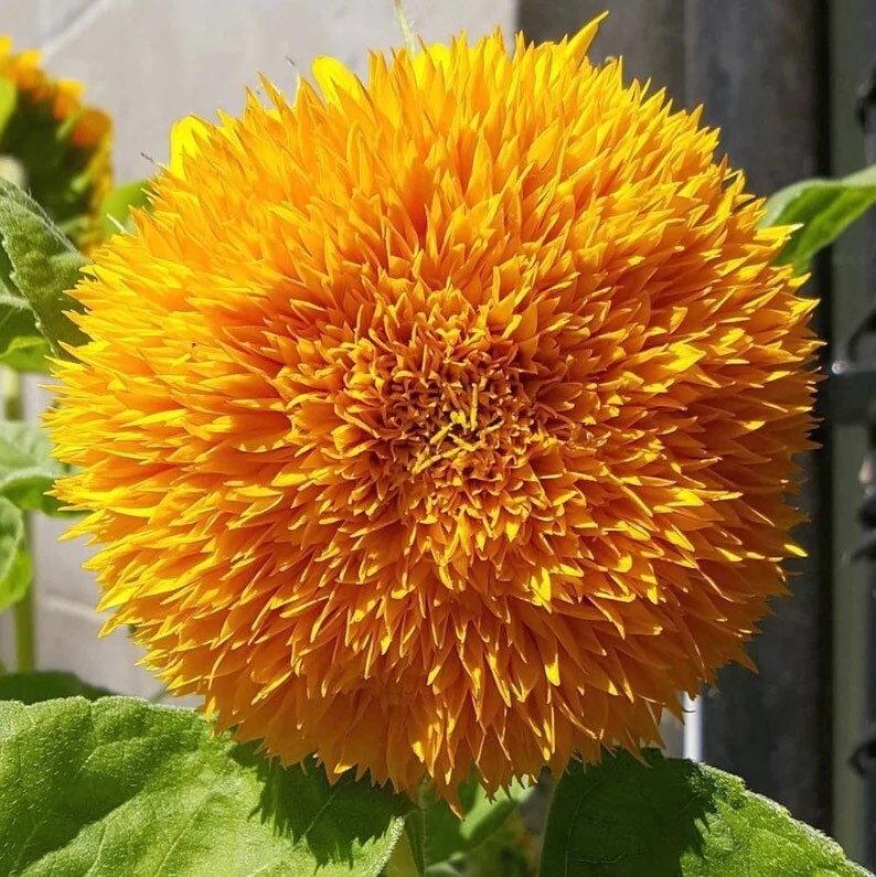 Dwarf Teddybear Sunflower seeds