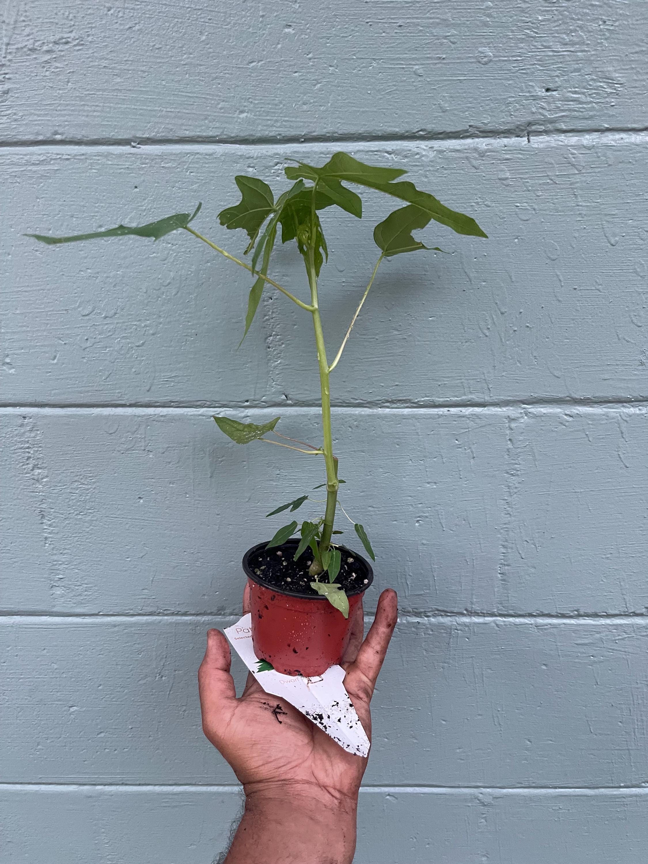 Dwarf papaya plants