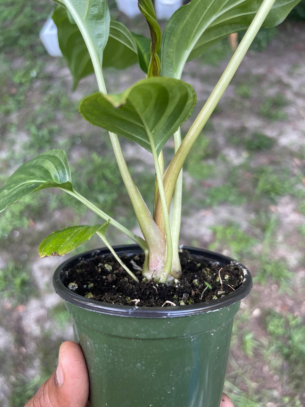 Tacca chantrieri Black Bat Flower – Rare Tropical Live Plant, 4-Inch Pot