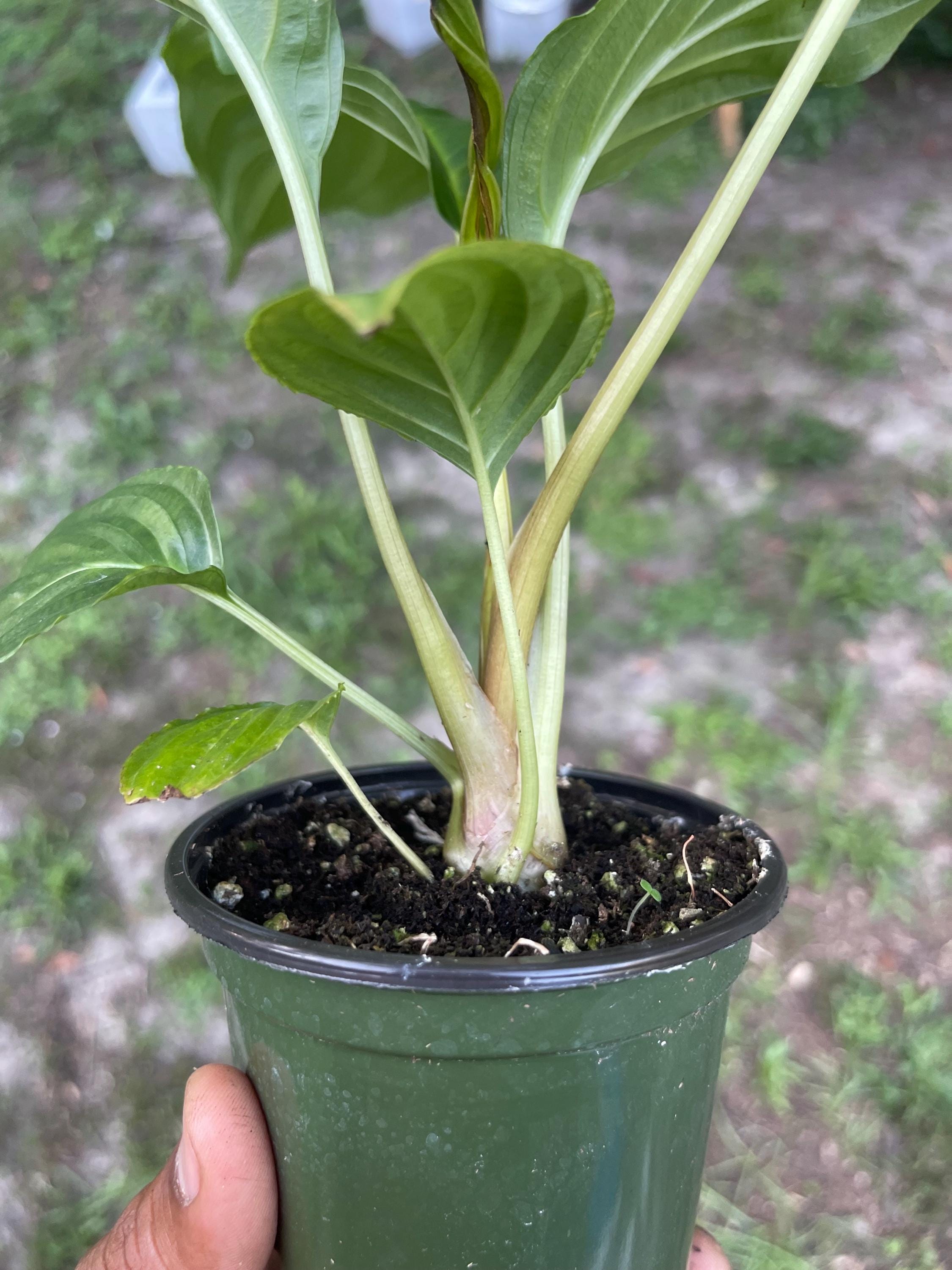 Tacca chantrieri Black Bat Flower – Rare Tropical Live Plant, 4-Inch Pot