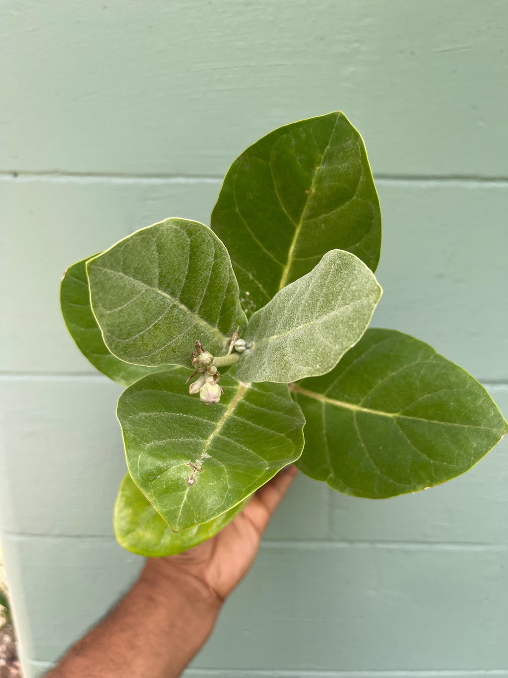 Giant milkweed (Calotropis gigantea) – Rare Tropical Flowering Plant – 4” Pot