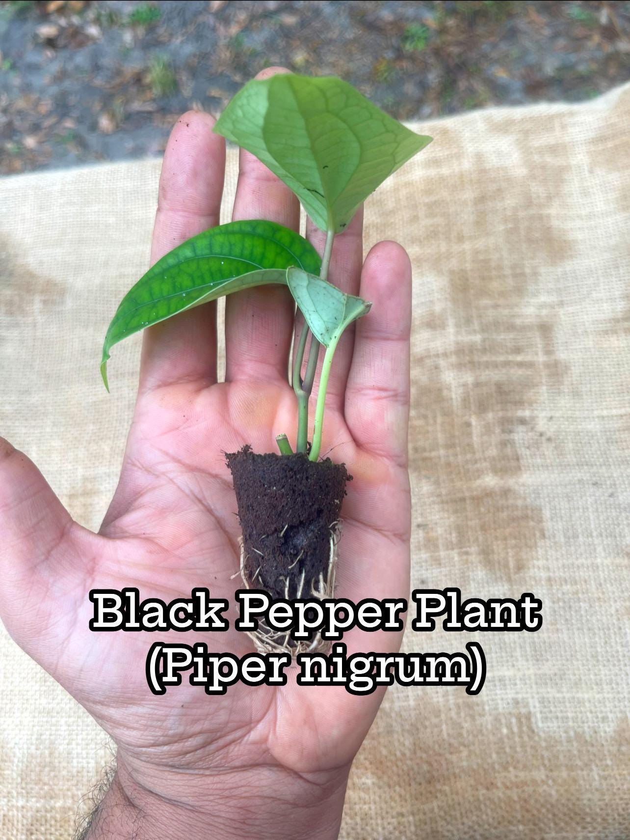 Black Pepper Plant (Piper nigrum) – Grow Your Own Spice!