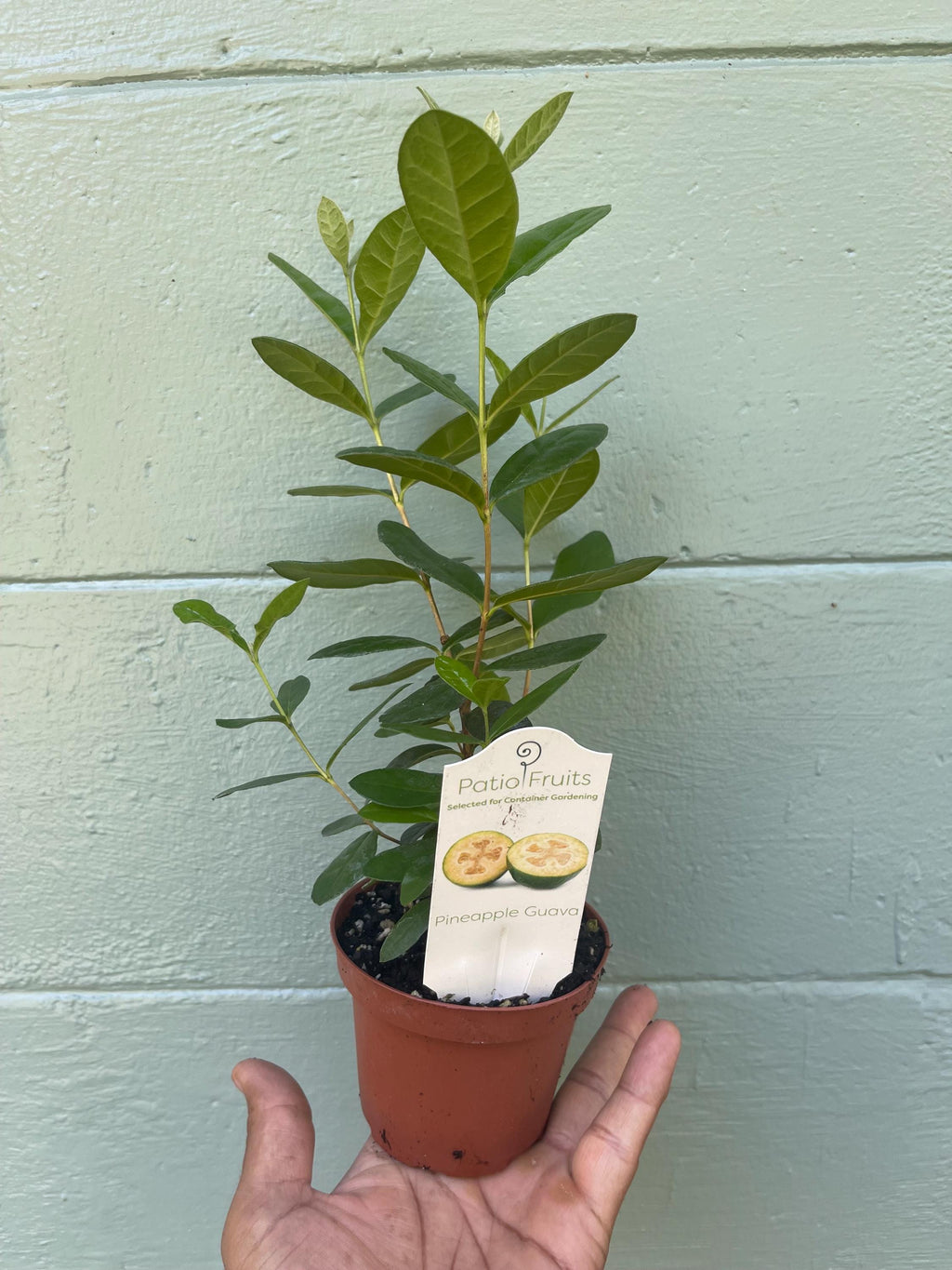 Pineapple Guava Live Plants – Acca Sellowiana Fruit Shrub, Evergreen, Edible & Ornamental Garden Bush