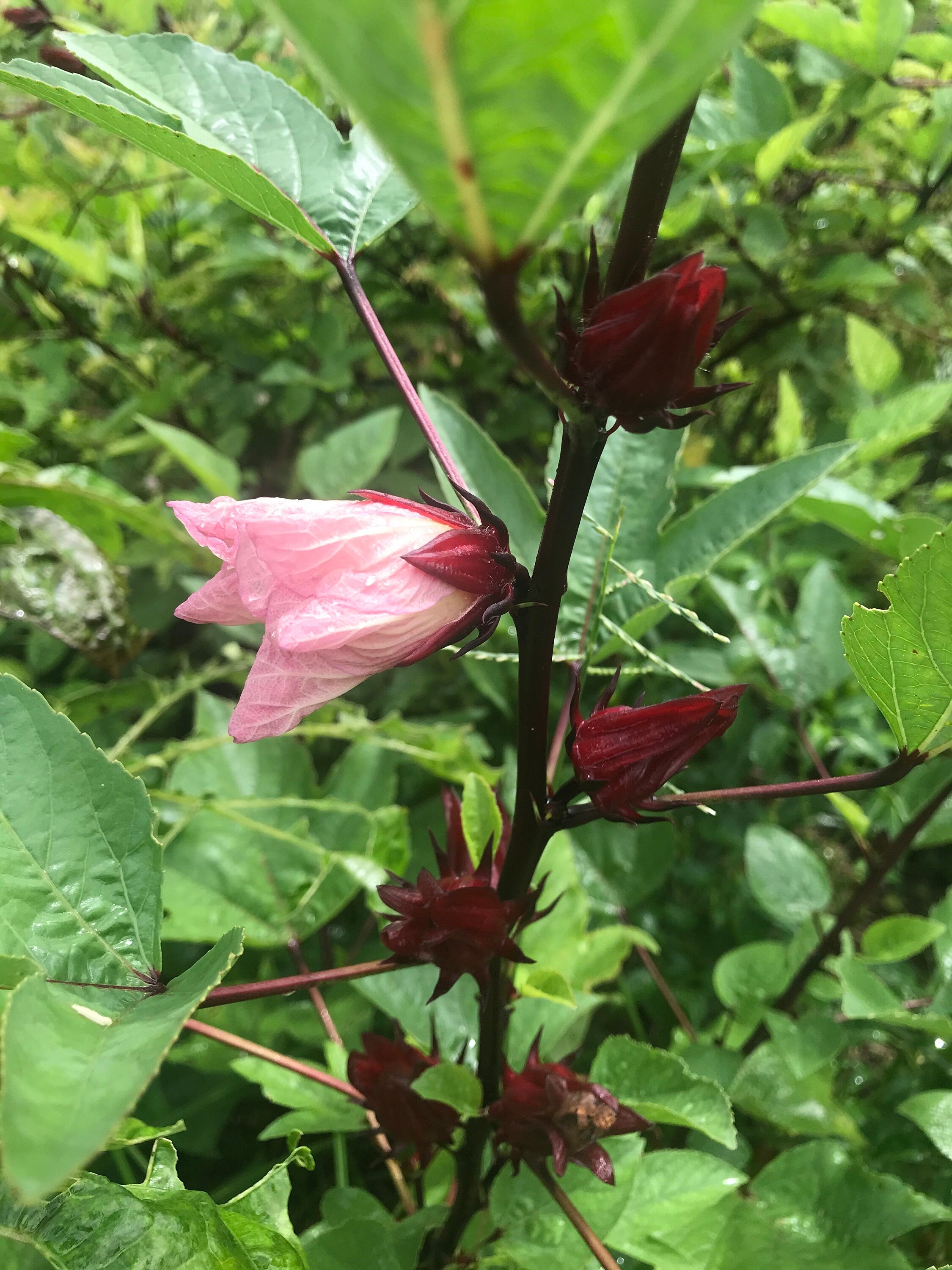 Roselle/sorrel (Hibiscus sabdariffa) plants