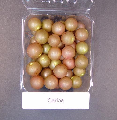 Carlos Muscadine Grape Vine: Self-Fertile Live Plant for Home Garden