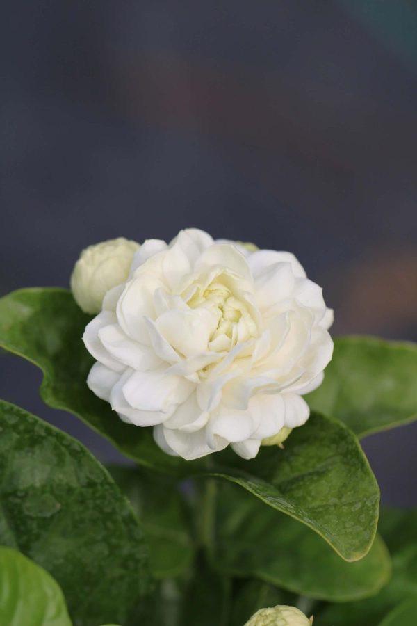 Jasminum sambac ‘Grand Duke of Tuscany’ – Arabian Jasmine. Double-Flowered Jasmine | Highly Fragrant