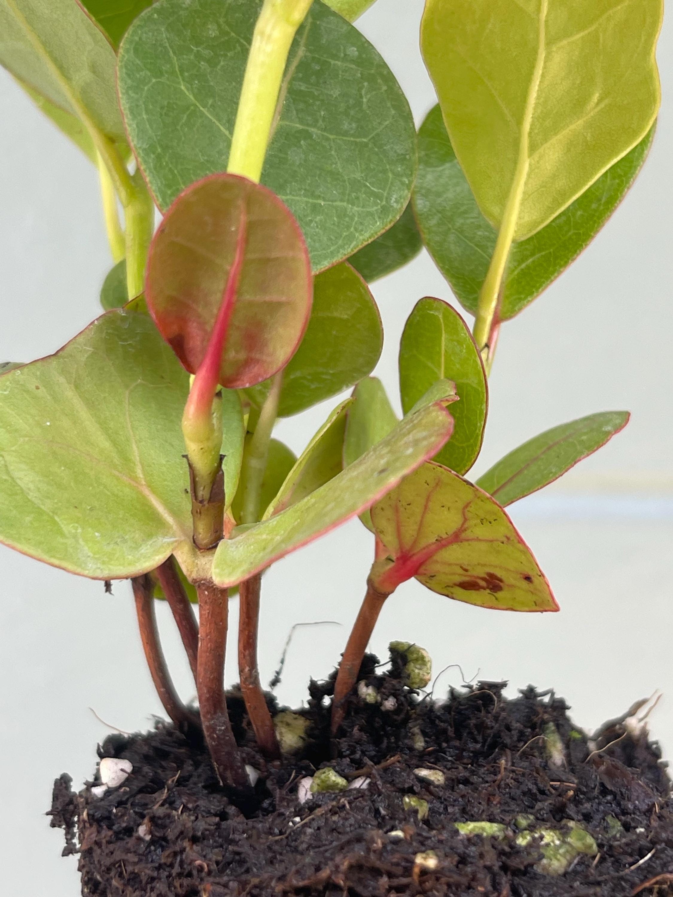 Coccoloba uvifera (Sea Grape) Tropical Coastal Fruit Tree | Edible & Ornamental