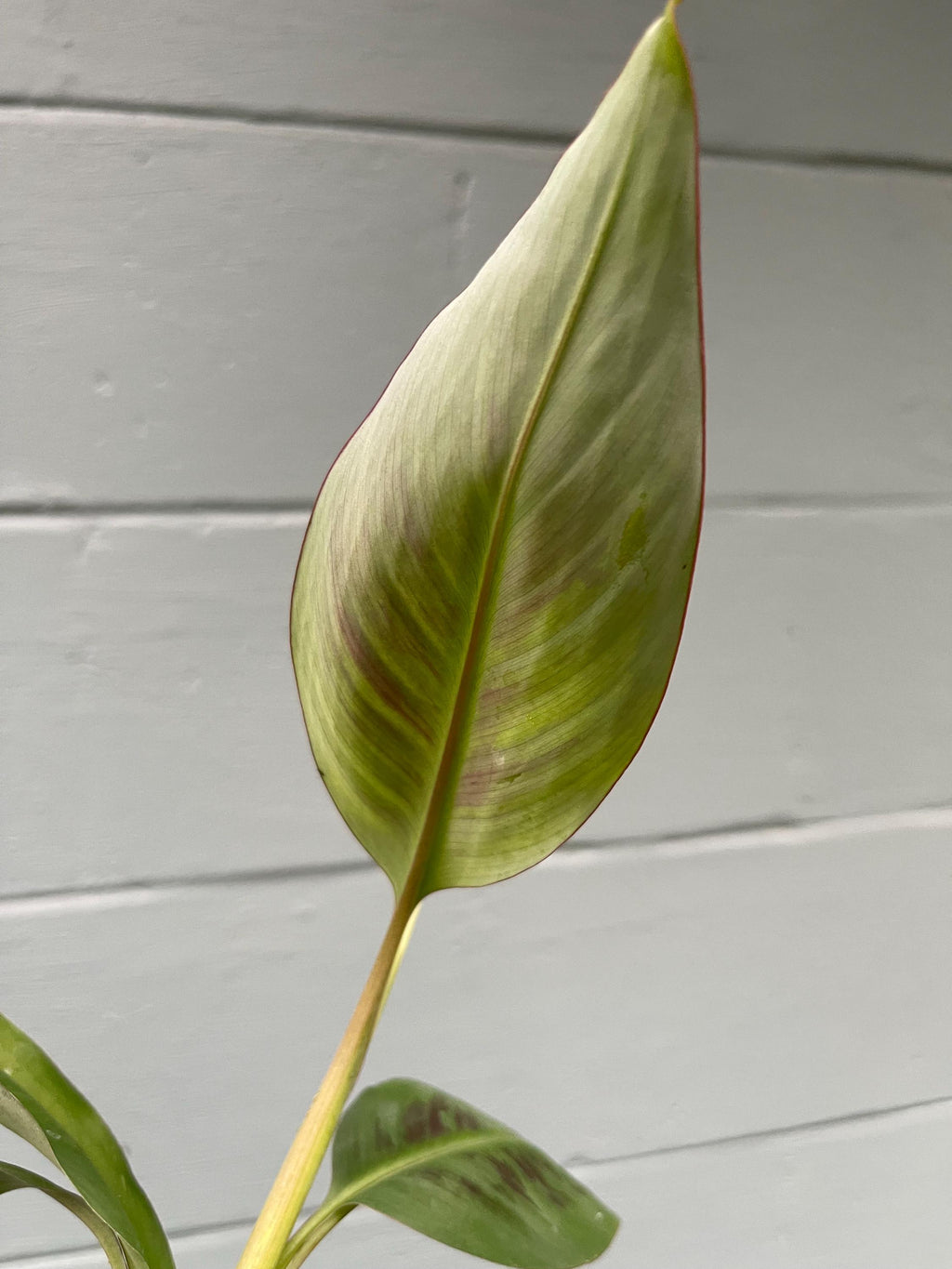 Musa ‘Sumatrana X’ – Rare Red-Leaf Hybrid Banana