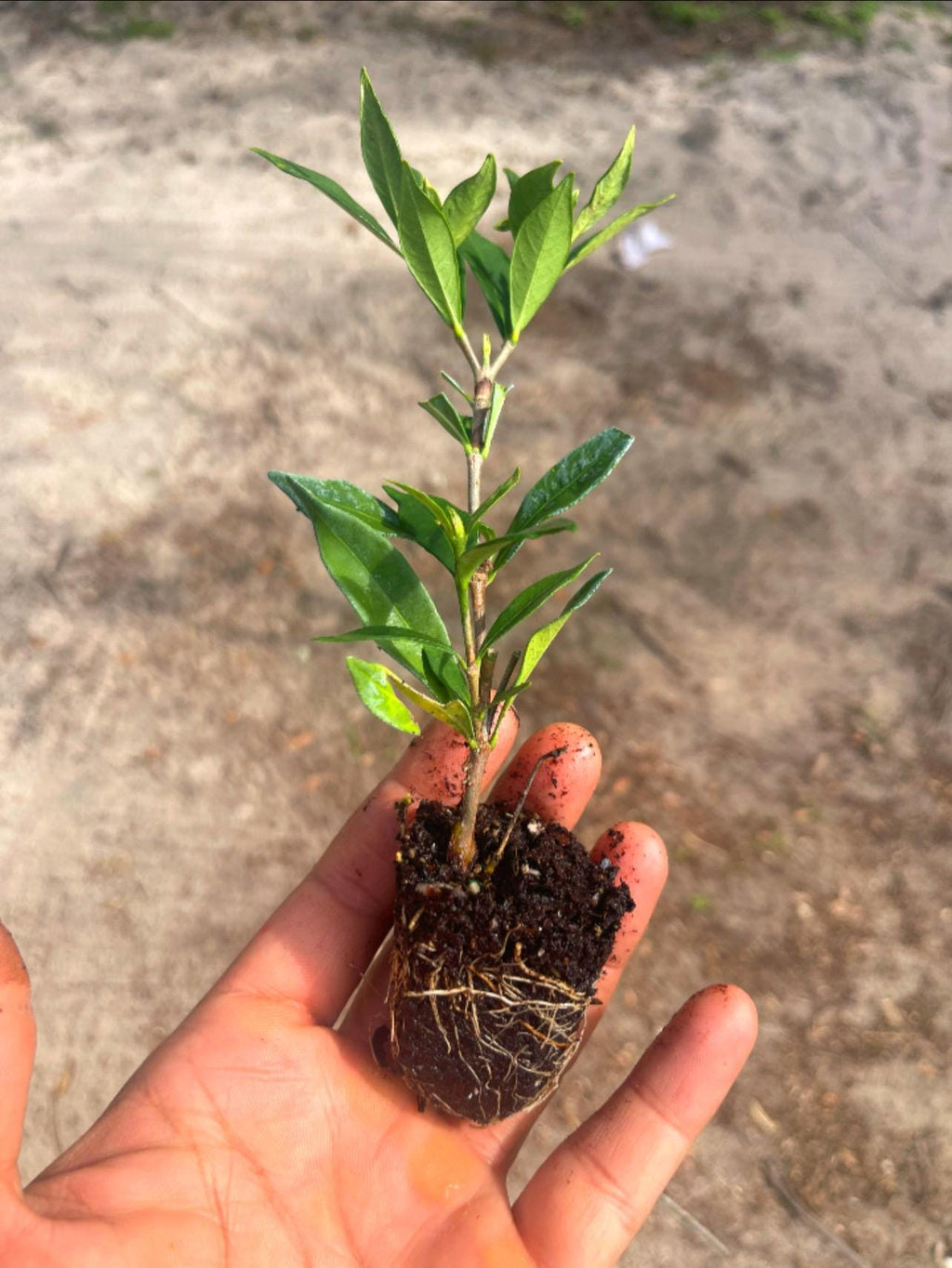 Frostproof Gardenia Plant – Evergreen Flowering Shrub – Fragrant White Blooms