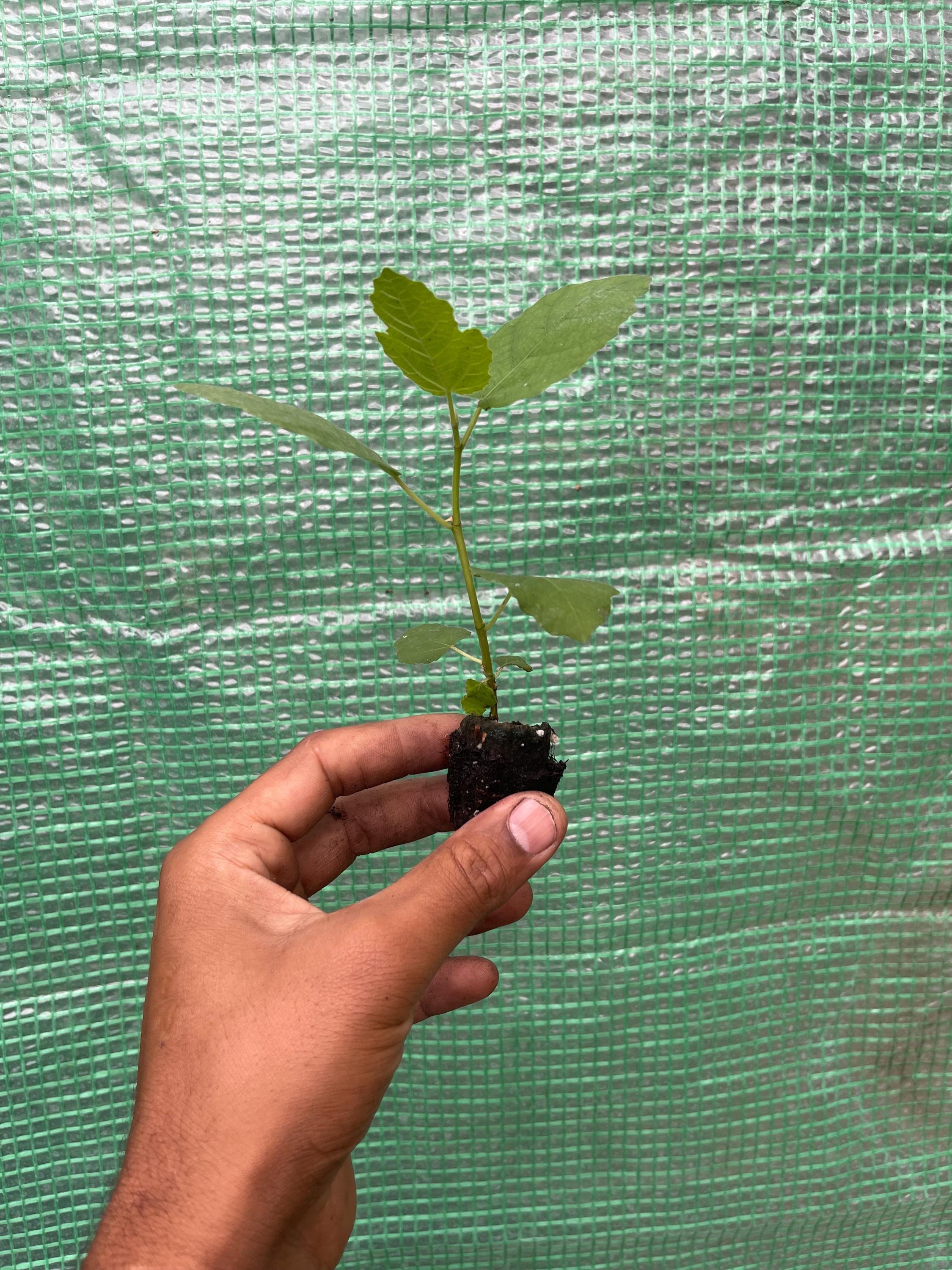Fignomenal Dwarf Fig Tree – Compact Edible Fruit Plant for Pots