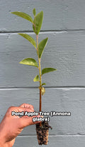 Pond Apple Tree (Annona glabra) – Native Wetland Fruit Live Plant