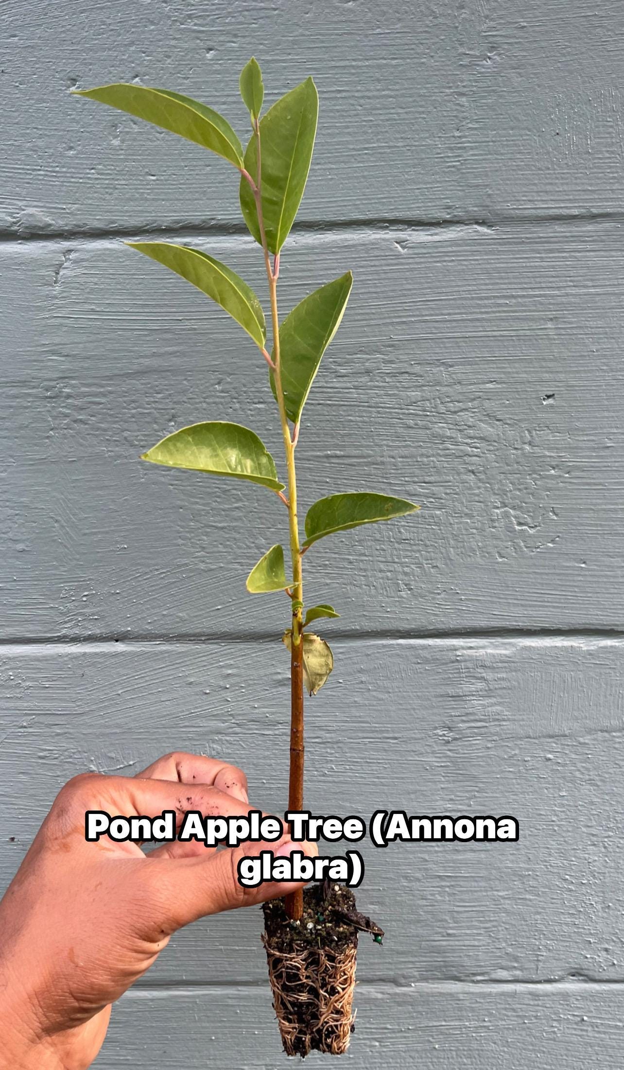 Pond Apple Tree (Annona glabra) – Native Wetland Fruit Live Plant