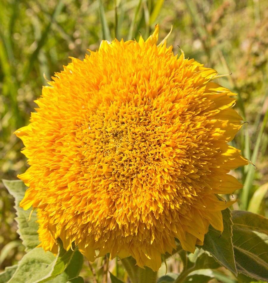 Dwarf Teddy Bear Sunflower Seeds: Easy Grow, Container Garden