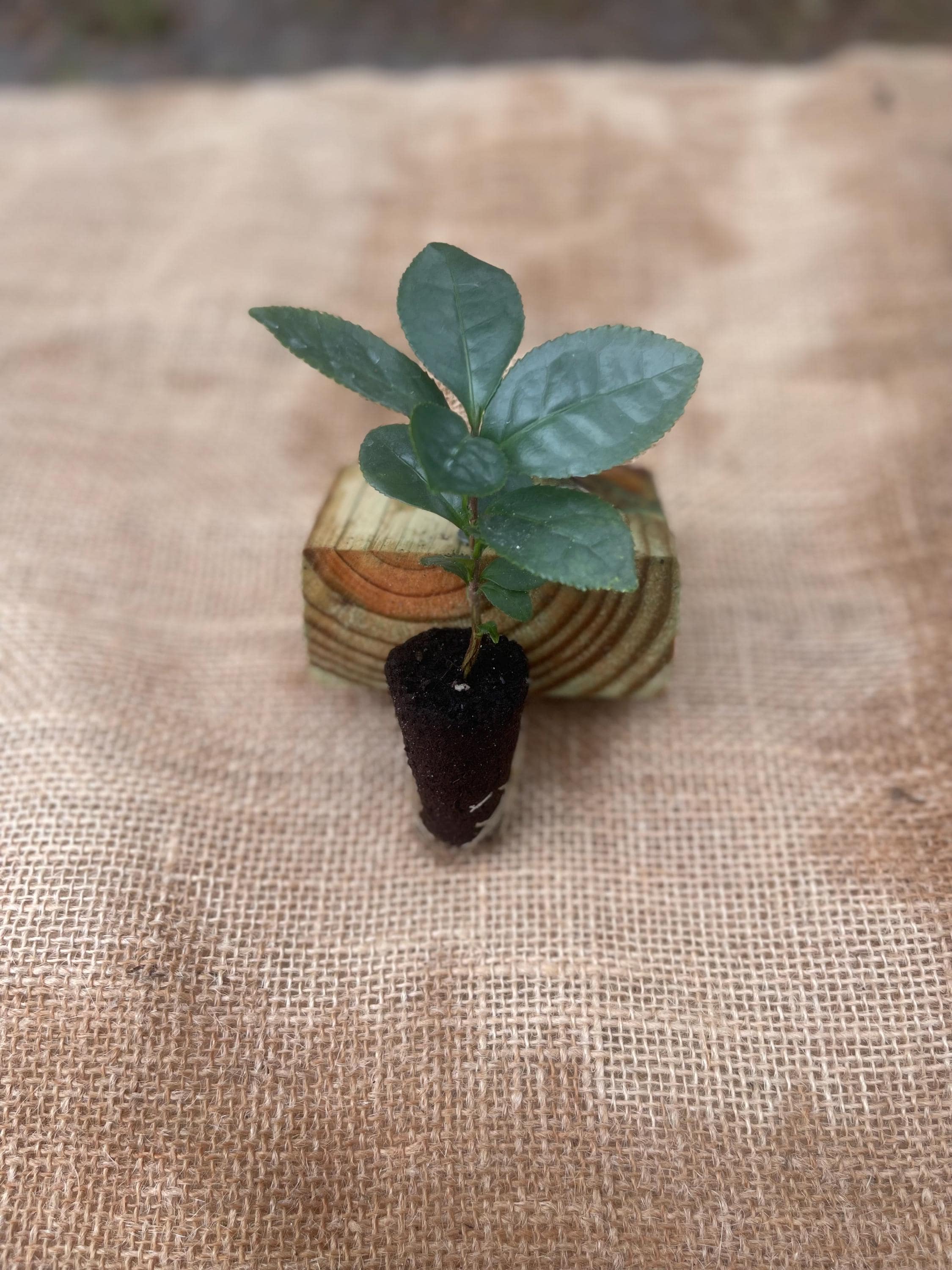 Camellia Sinensis Tea Plant: Live Herbal Tea Garden Gift