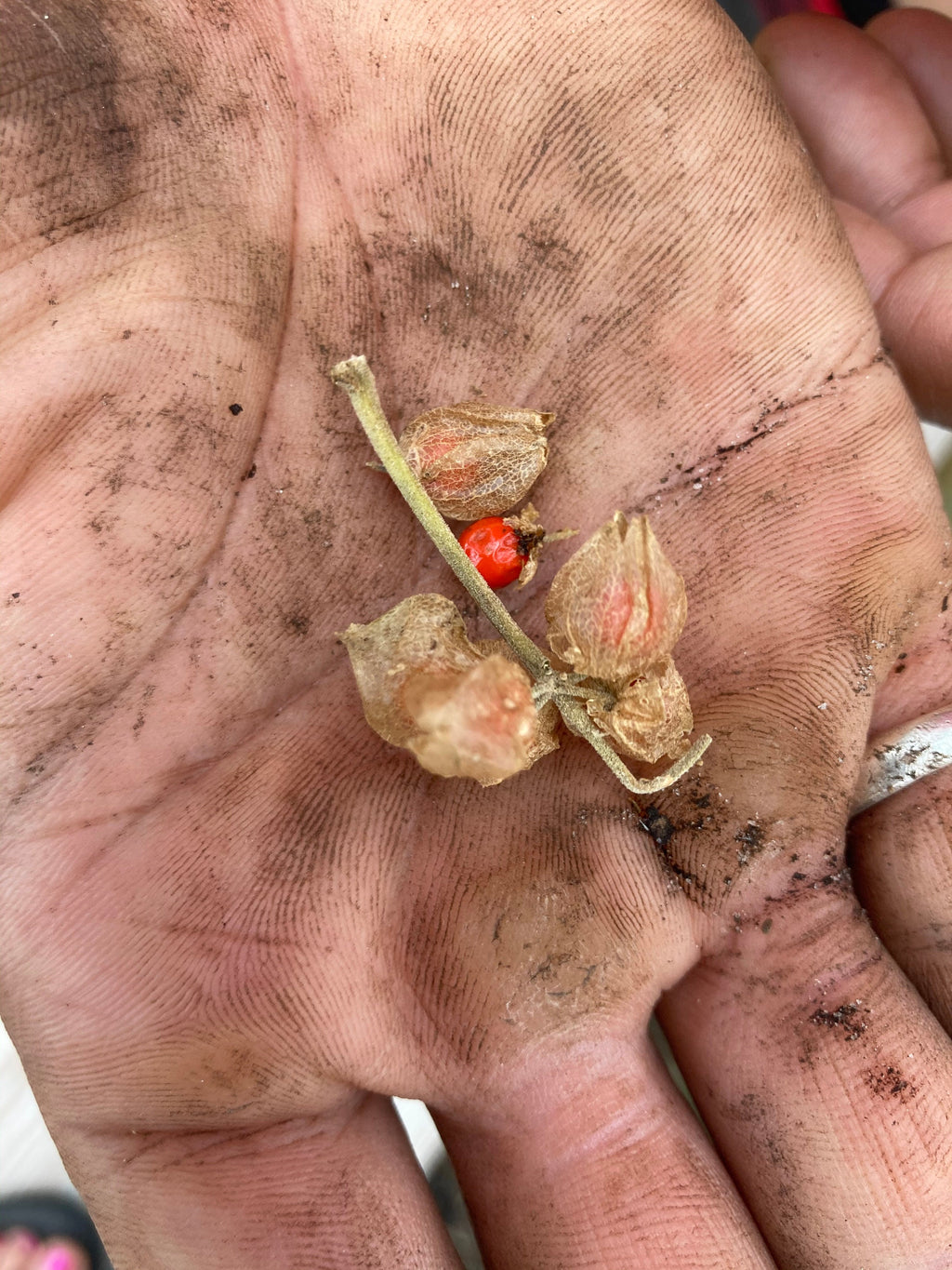 Ashwagandha seeds (Withania somnifera)