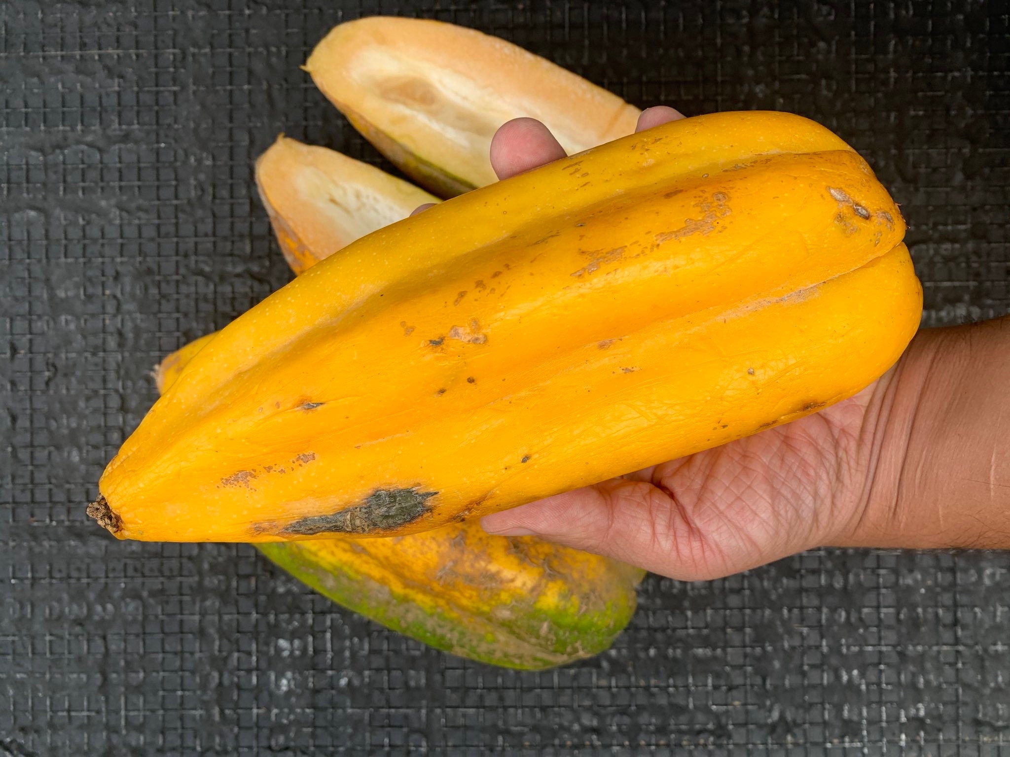 RARE Babaco/Mountain papaya plants