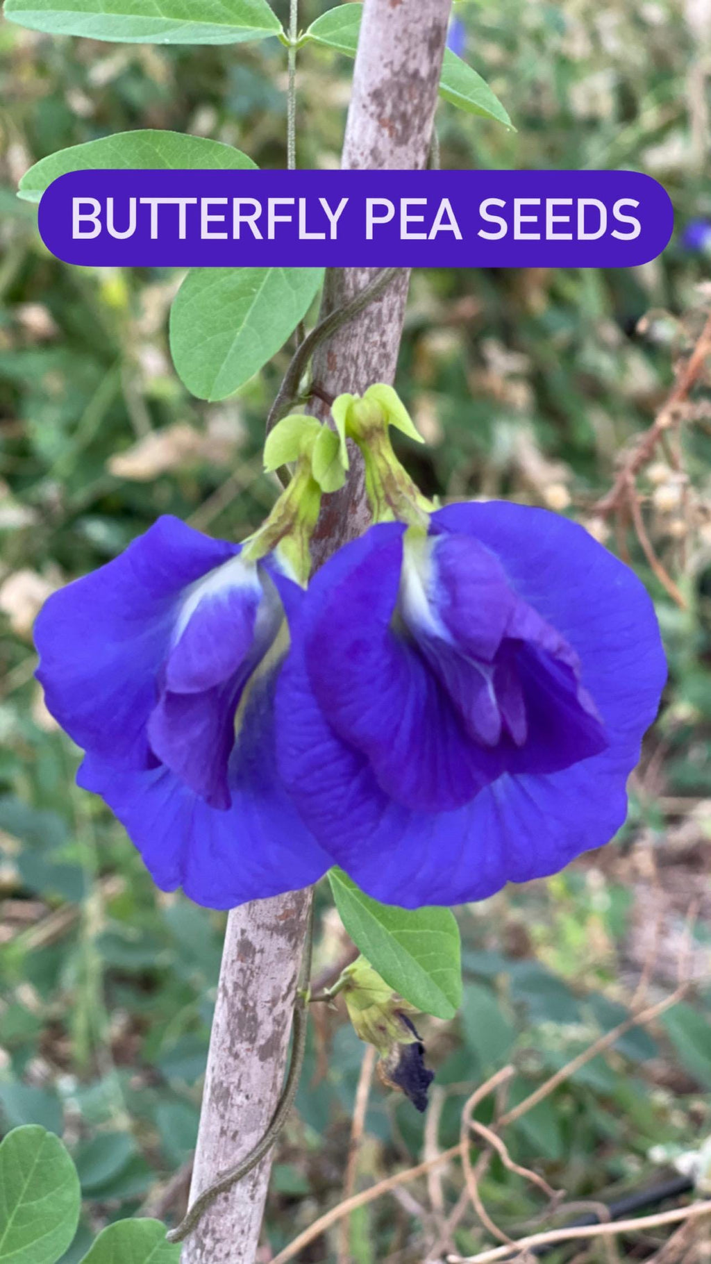 Live Butterfly Pea Plant – Clitoria ternatea | Blue Tea Vine | Pollinator-Friendly, Fast-Growing Tropical Vine