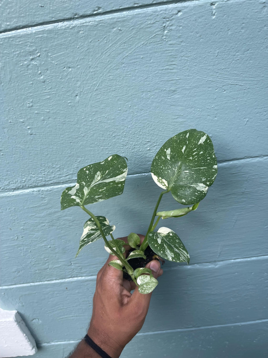 Monstera Thai Constellation Variegated Monstera Rare Aroid Live Indoor Tropical Plant Houseplant