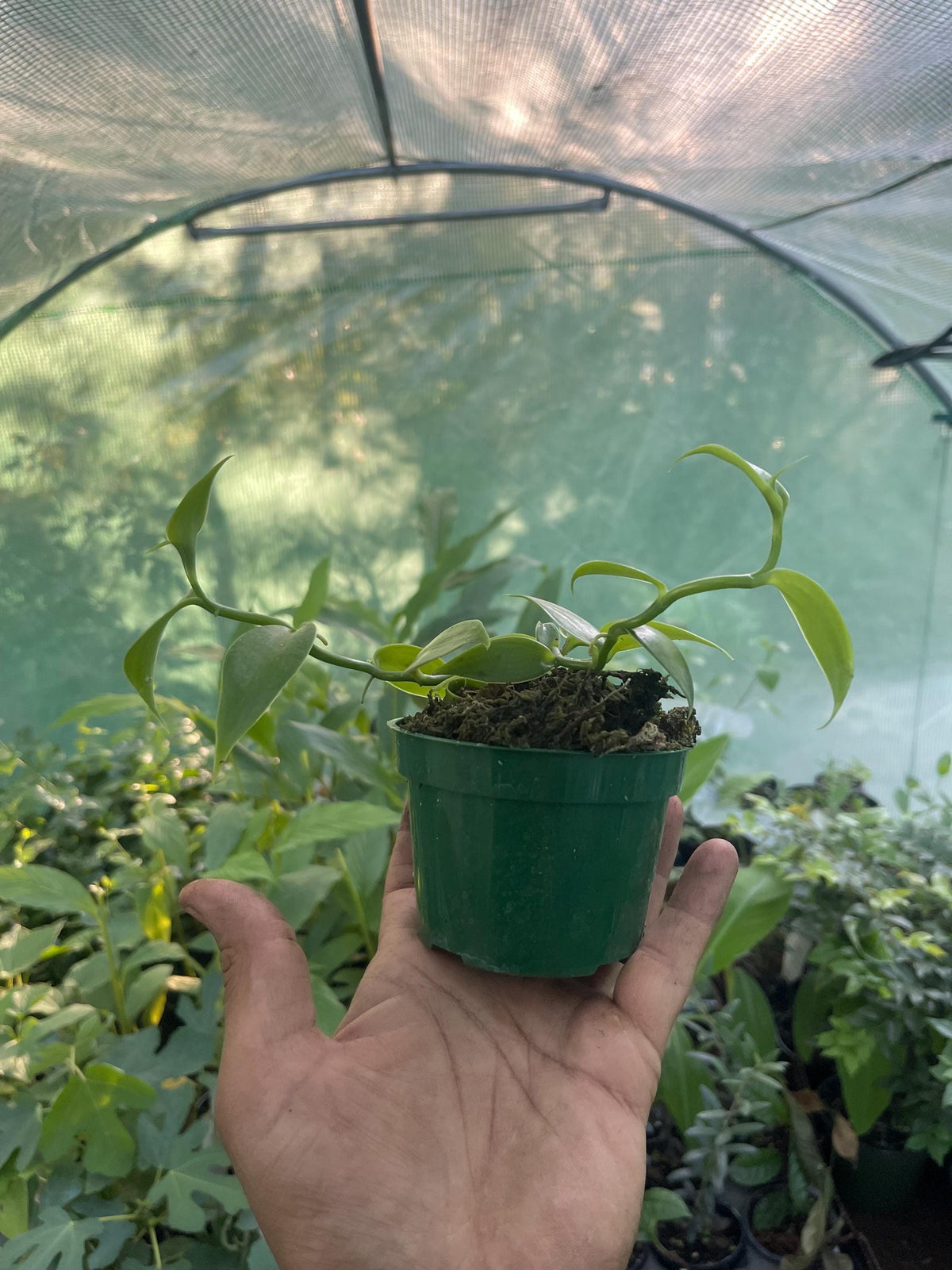 Live Vanilla Bean Orchid Plant: Fragrant Tropical Vanilla Planifolia