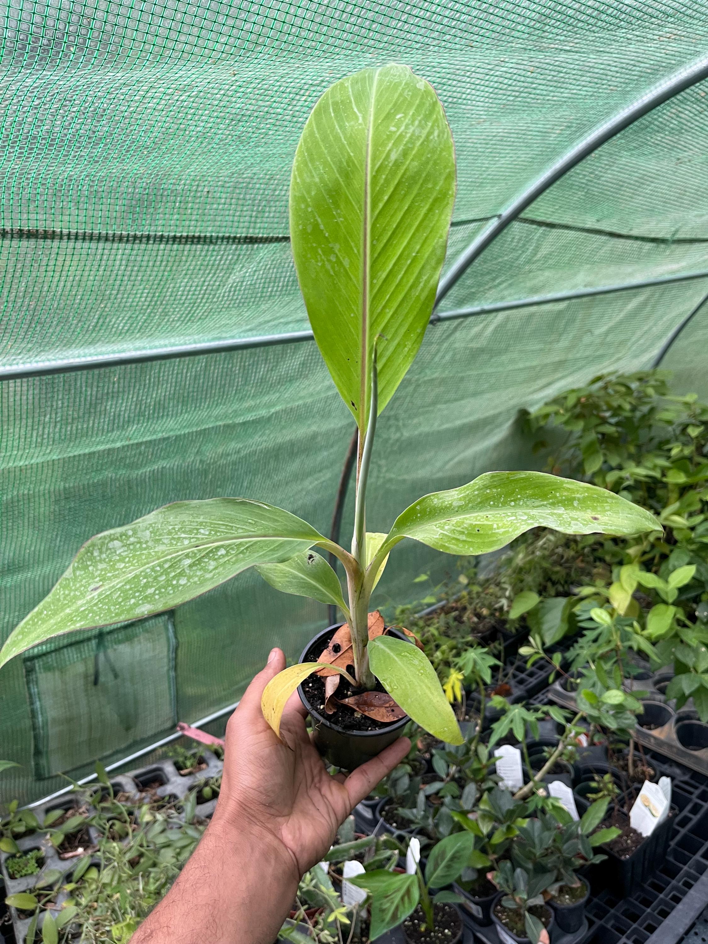 Dwarf Namwah Banana Plant (Musa ‘Dwarf Namwa’ / Pisang Awak)