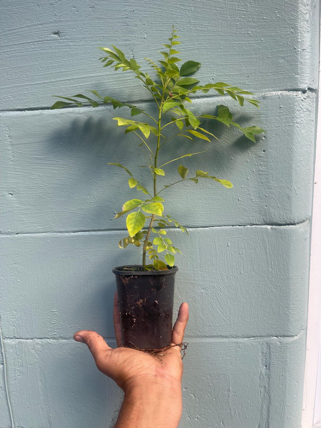 Curry Leaf Tree – Murraya koenigii – Live Plant (cannot ship to CA)
