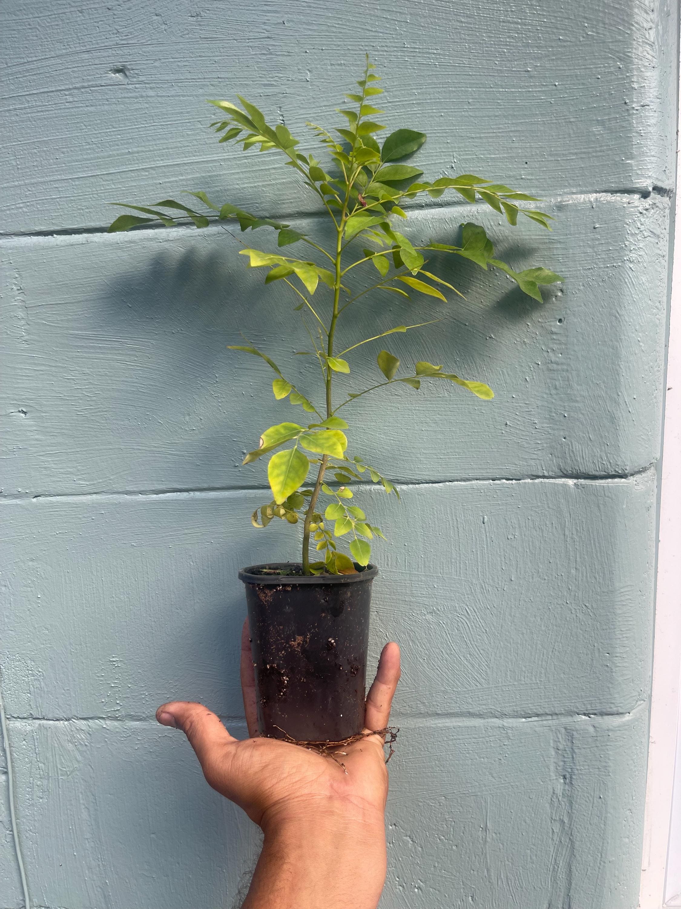 Curry Leaf Tree – Murraya koenigii – Live Plant (cannot ship to CA)