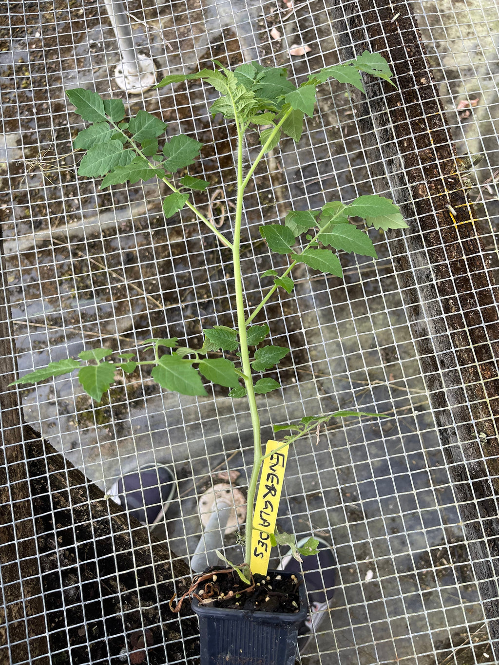Everglades tomato live plants