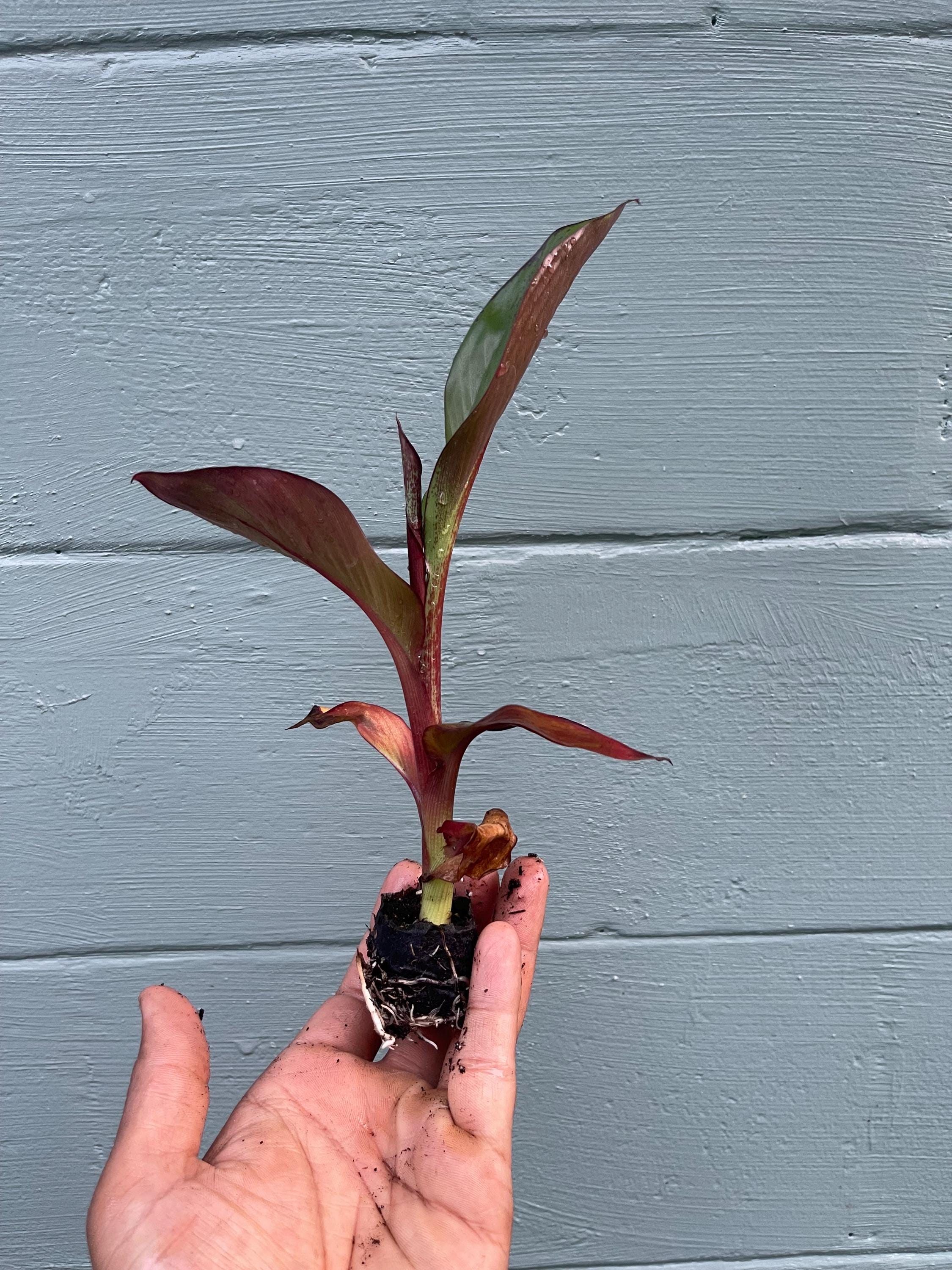Red Abyssinian Banana Plant (Ensete maurelii)