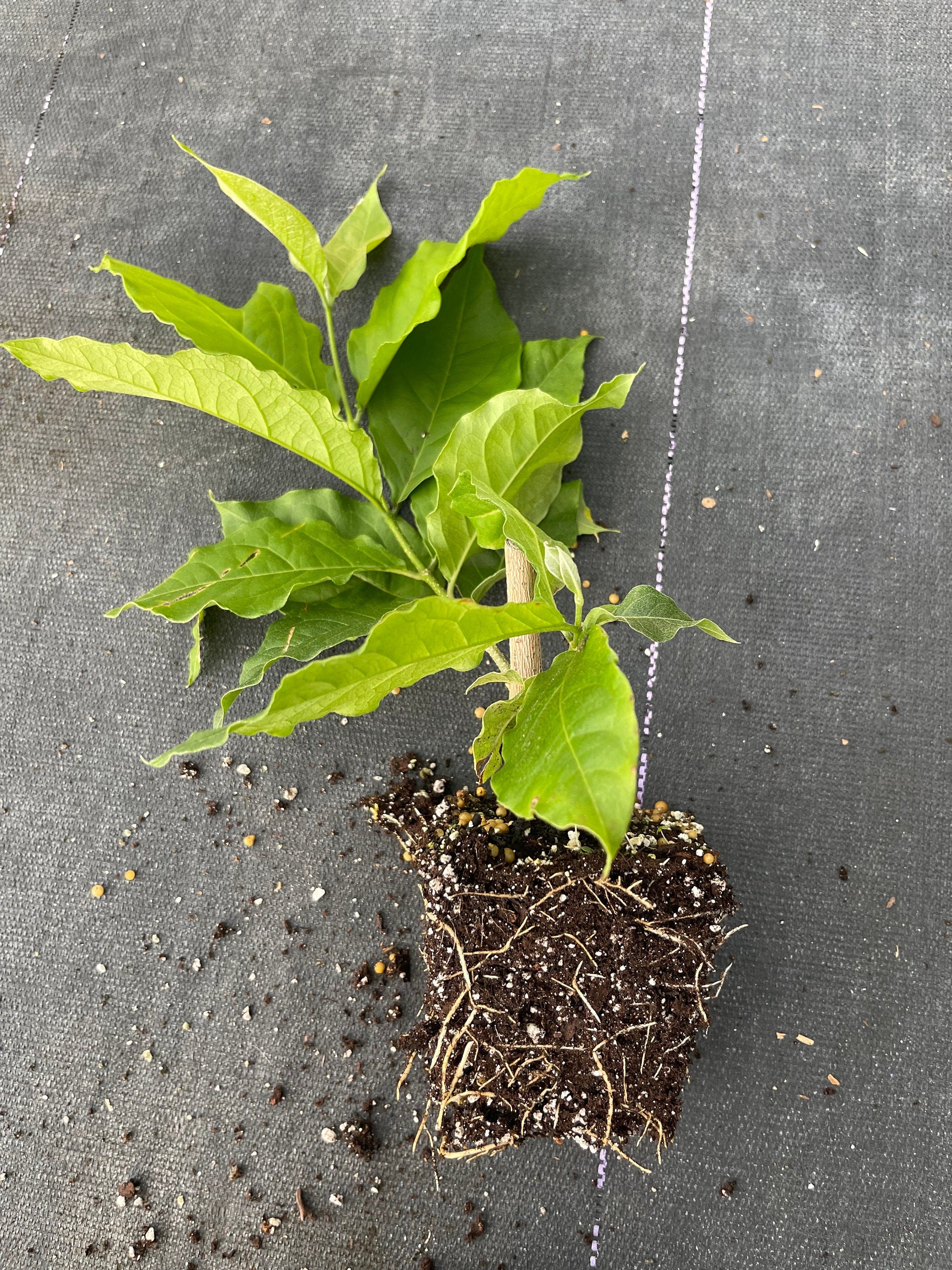 Rare Peanut Butter Fruit Tree: Well Rooted Starter Plant