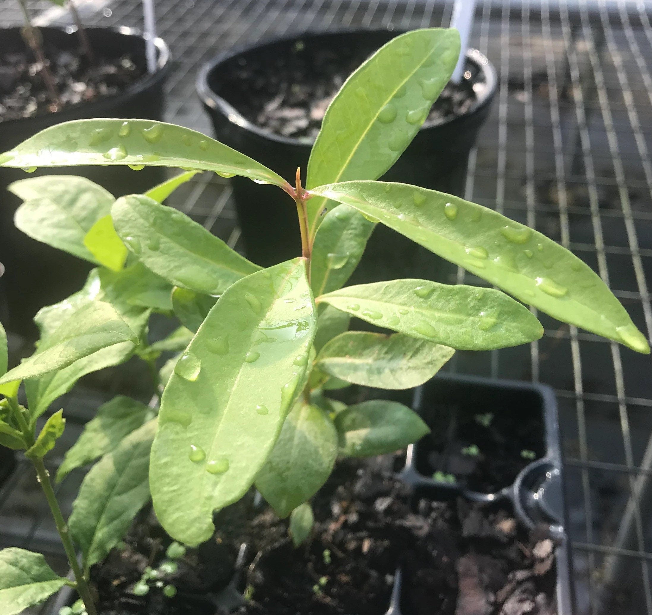 Java plum live plant (Jamun plant)
