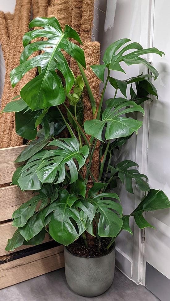 Monstera deliciosa – Swiss Cheese Plant – Tropical Houseplant – Live Rooted Plant – Edible Fruiting Aroid