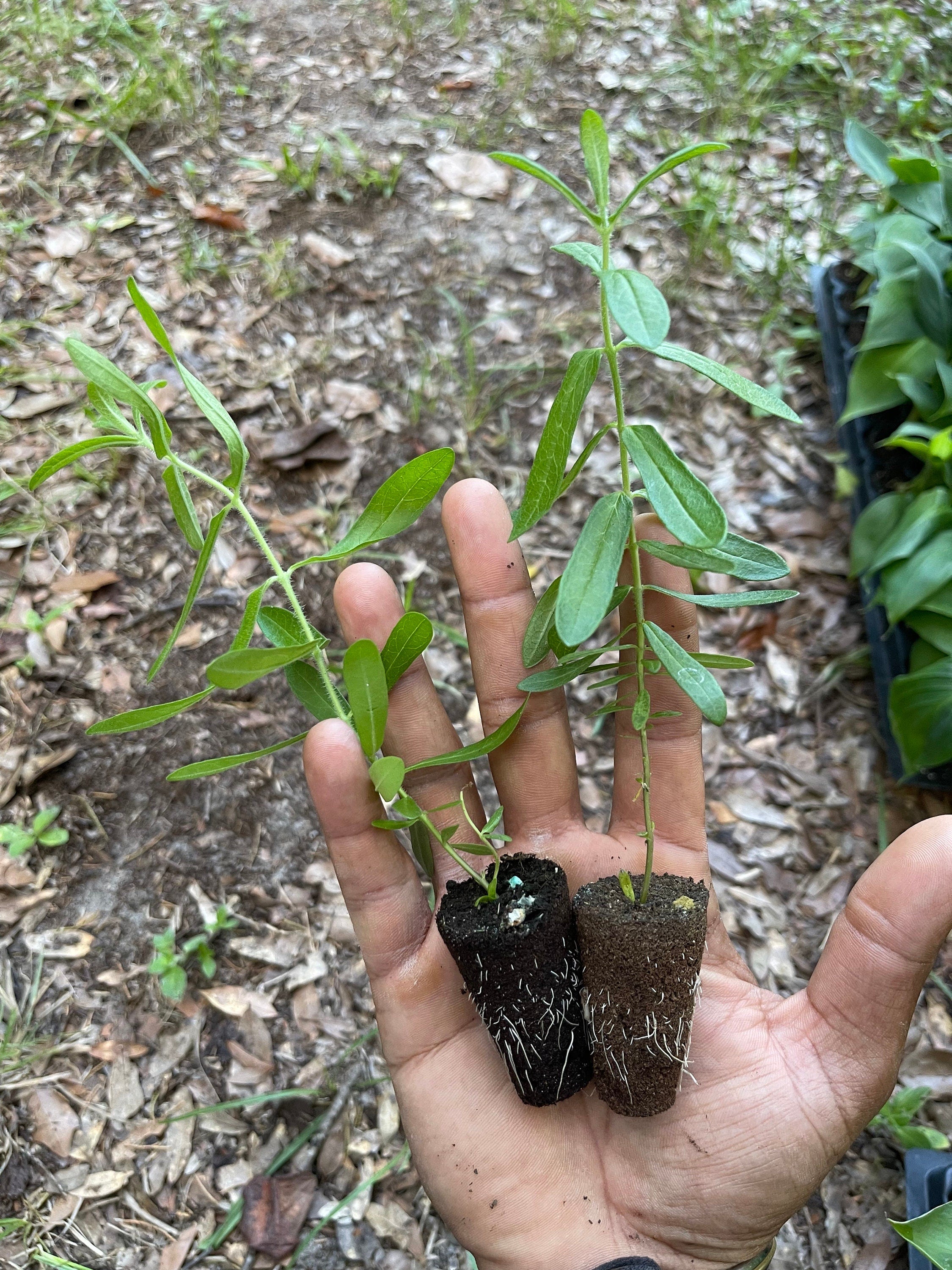 Butterfly Milkweed Plants (Asclepias Tuberosa) - Native Perennial for Pollinator Gardens, Bright Orange Flowers