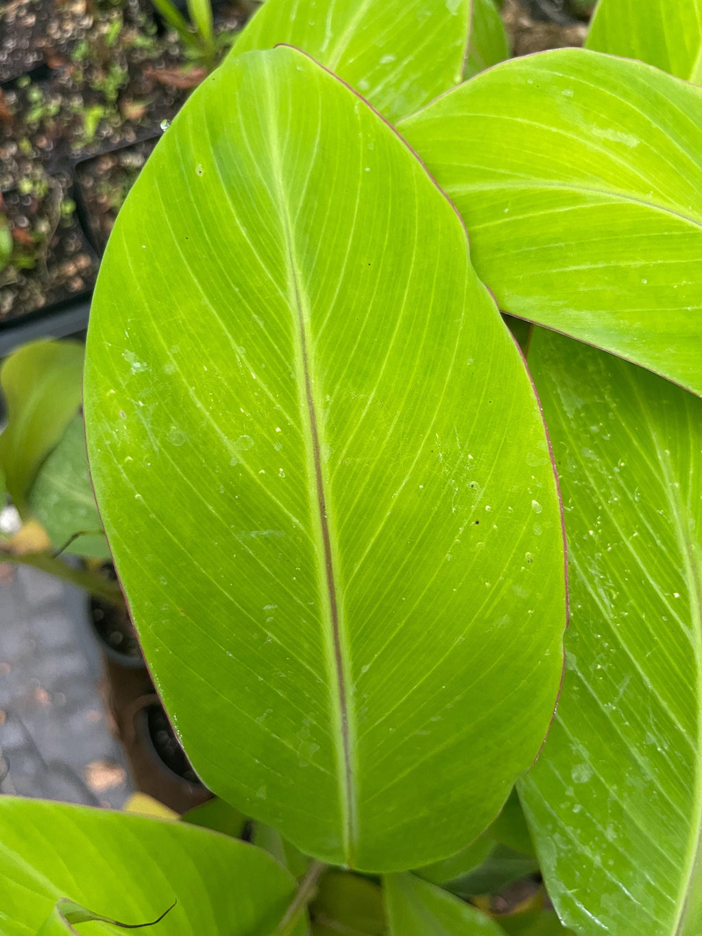 Dwarf Namwah Banana Plant (Musa ‘Dwarf Namwa’ / Pisang Awak)