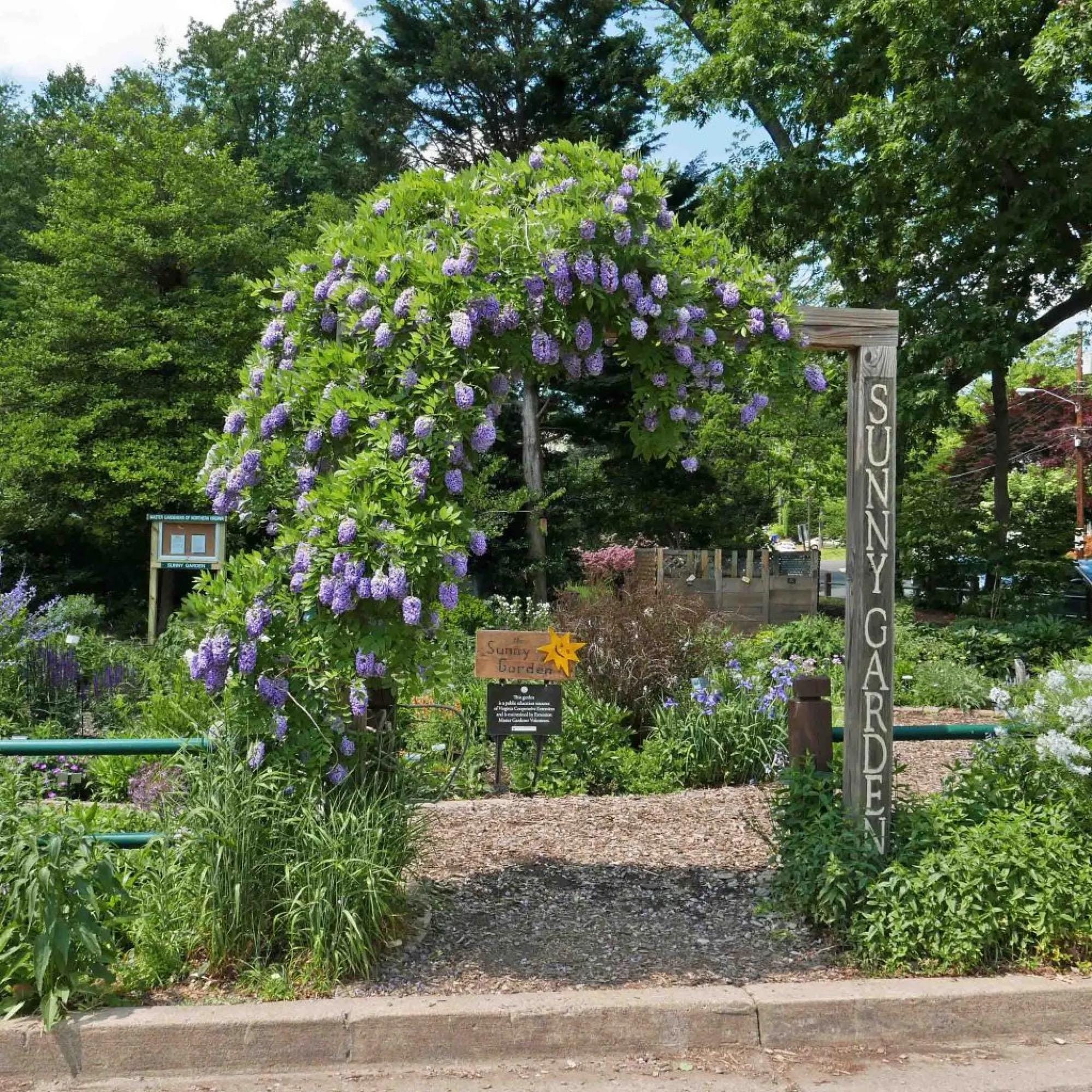 Amethyst Falls Wisteria Vine Live Plant | Native American Wisteria