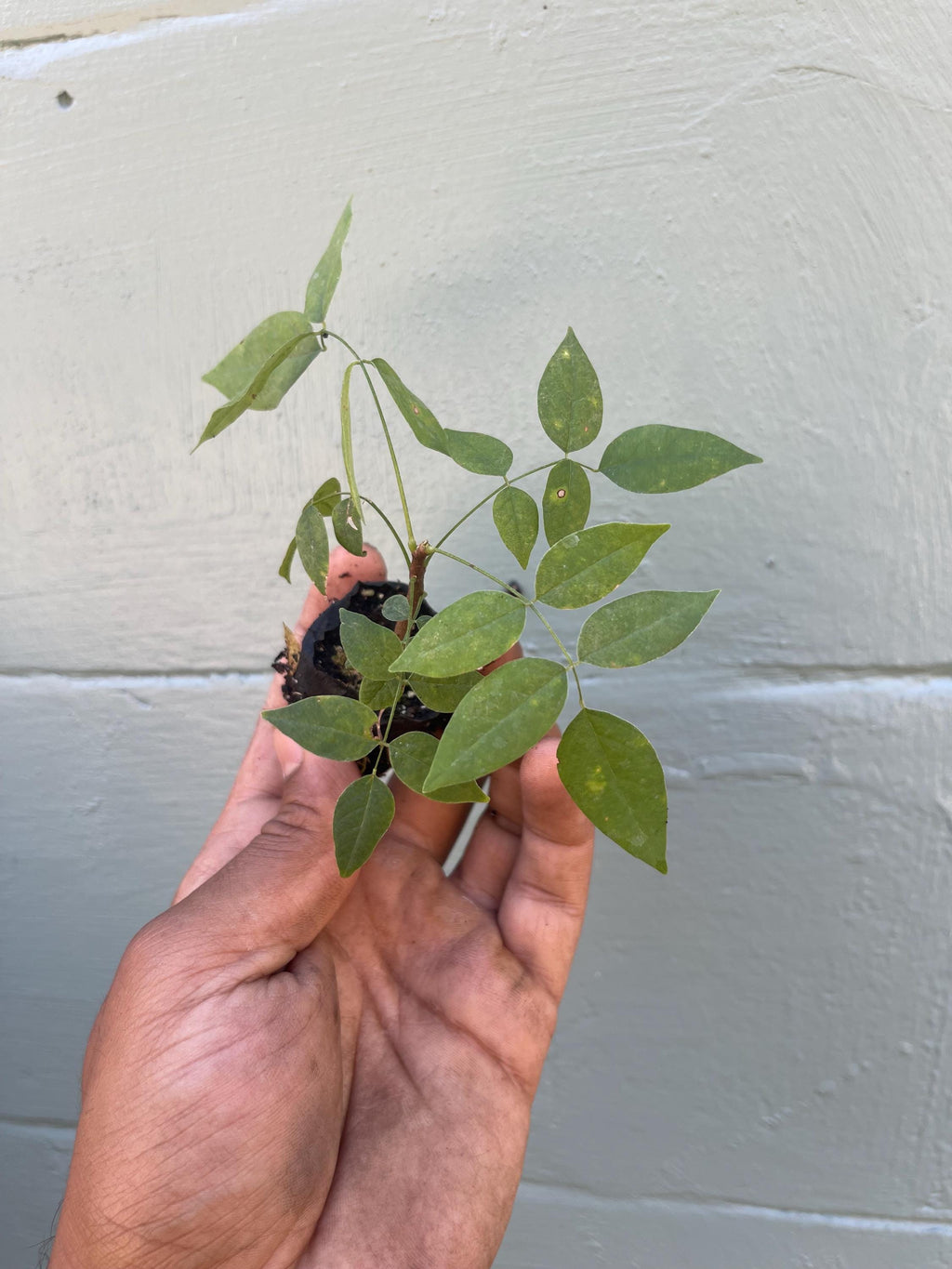 Amethyst Falls Wisteria Vine Live Plant | Native American Wisteria
