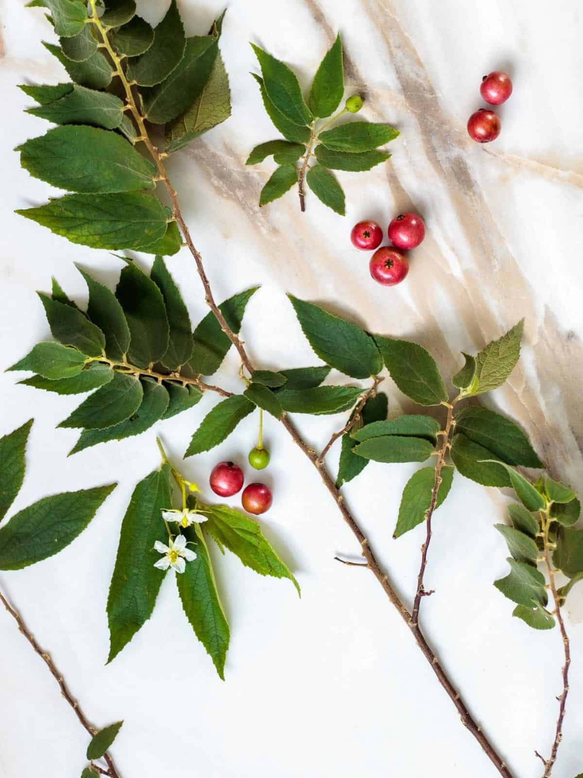 Strawberry Tree (Muntingia calabura) | Rare Edible Tropical Fruit Plant for Home Garden & Outdoor Delight