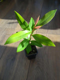 Java plum live plant (Jamun plant)