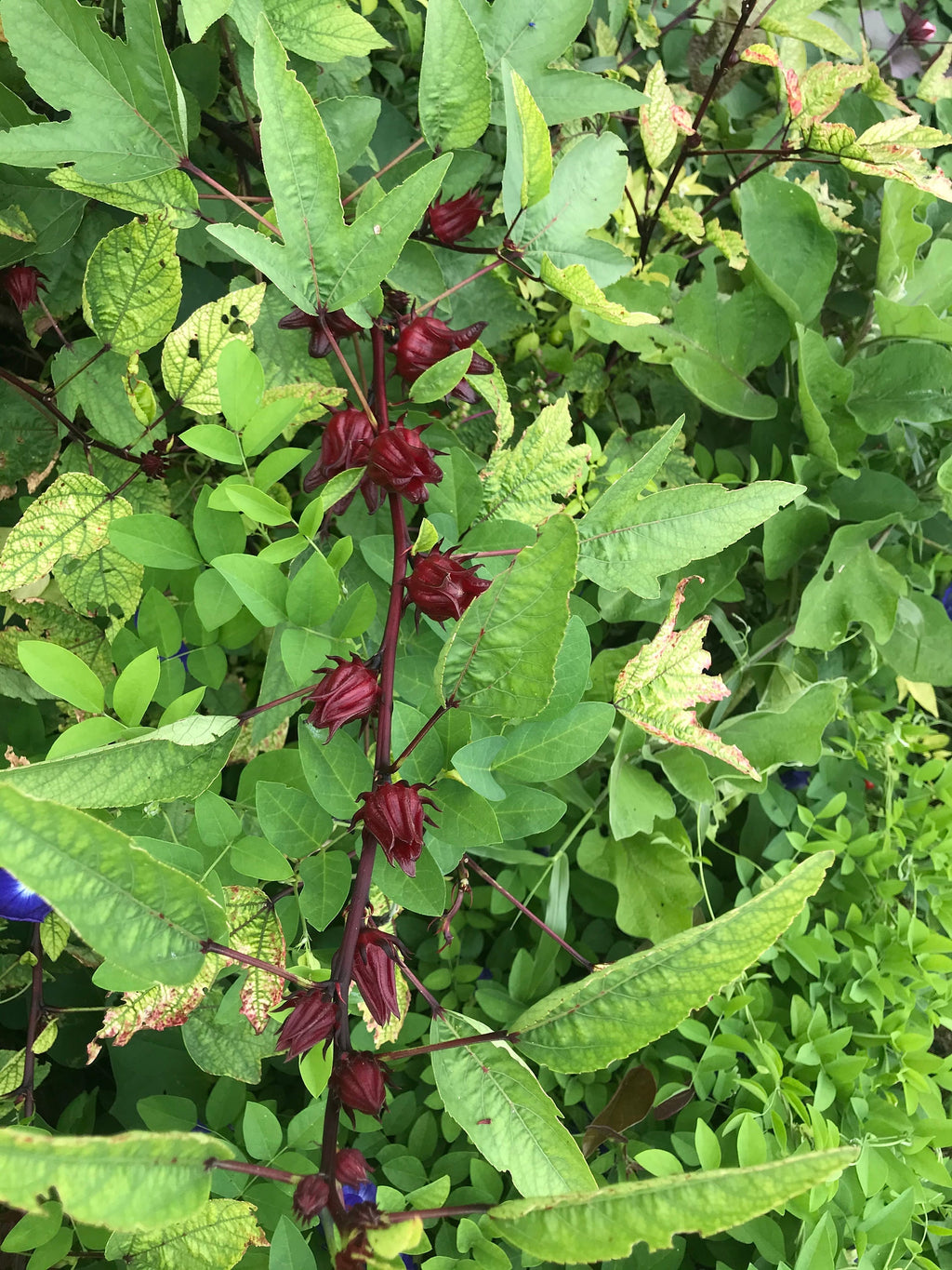 Roselle/sorrel (Hibiscus sabdariffa) plants