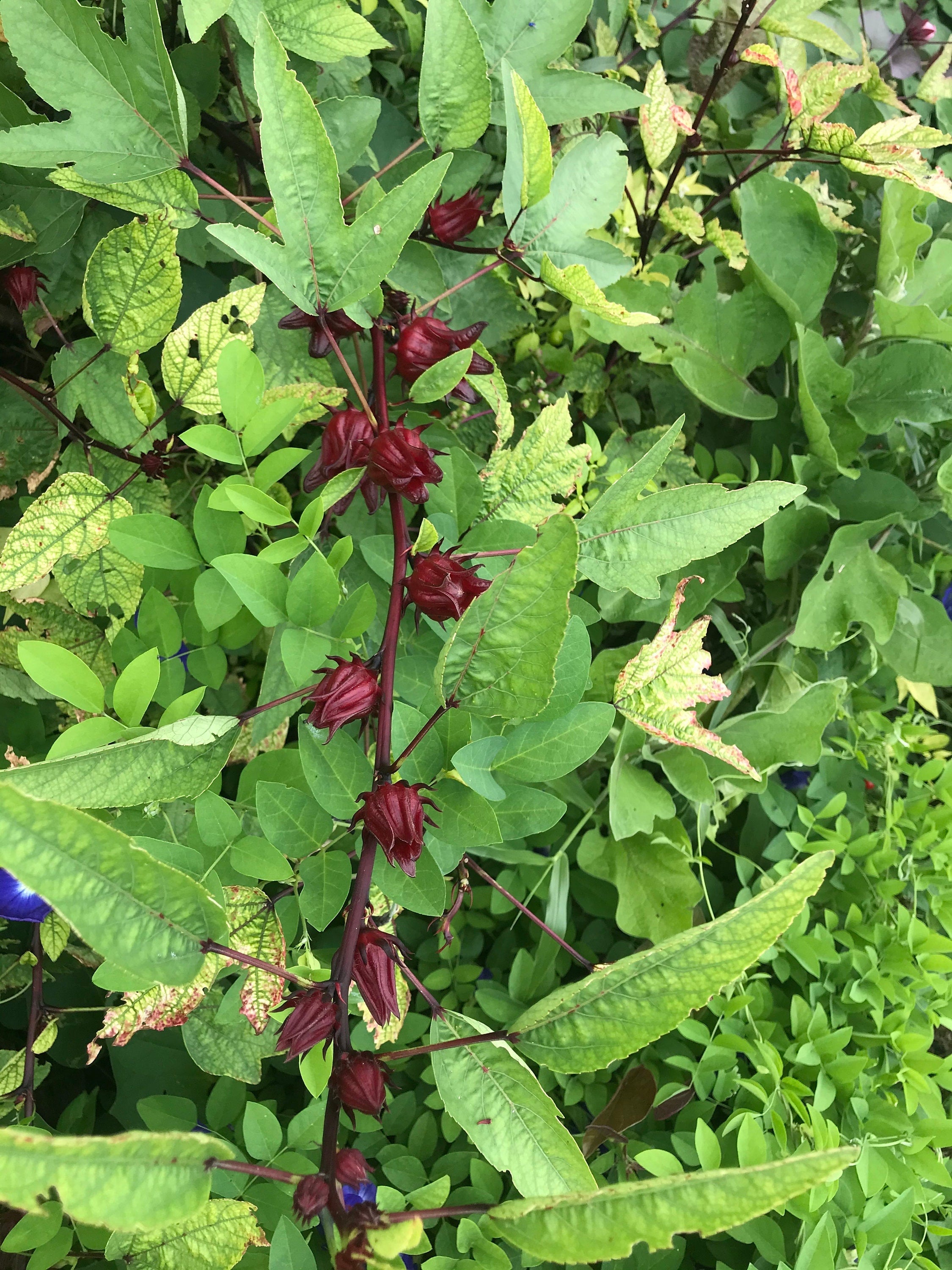 Roselle/sorrel (Hibiscus sabdariffa) plants
